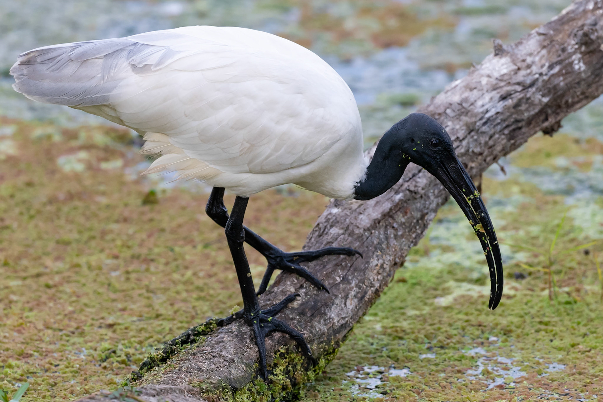 Keoladeo National Park