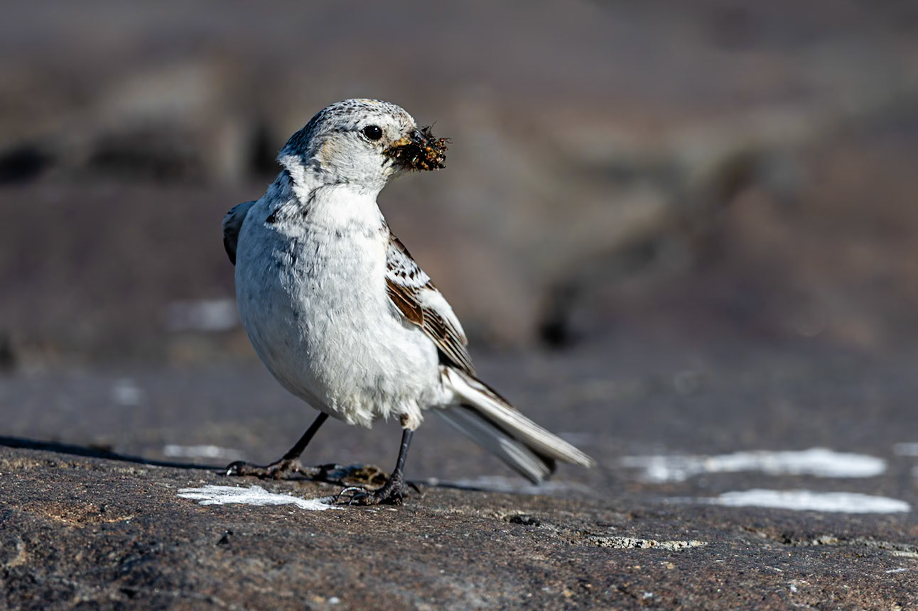 Russebukta, Svalbard