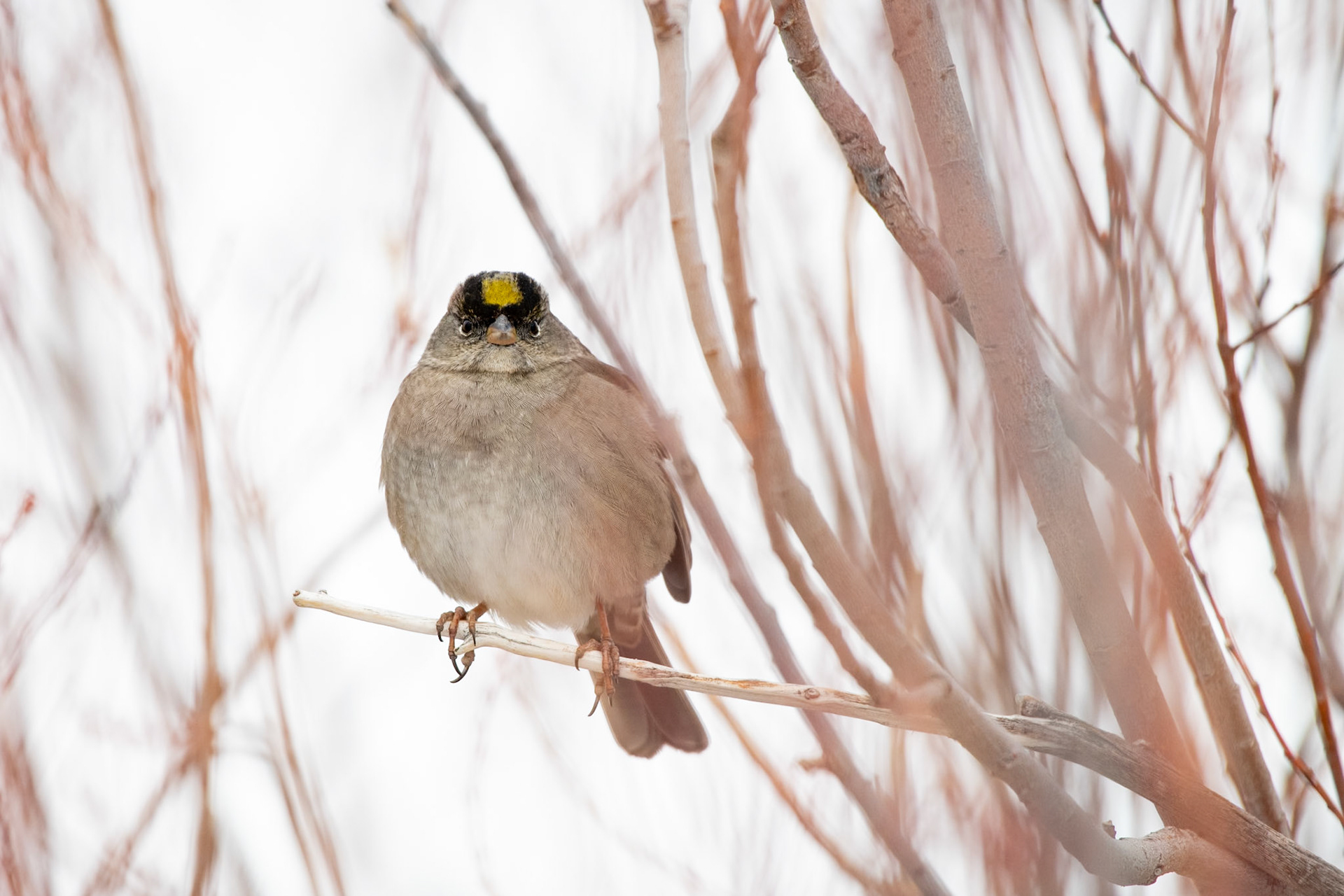 Humboldt-Toiyabe National Forest, NV