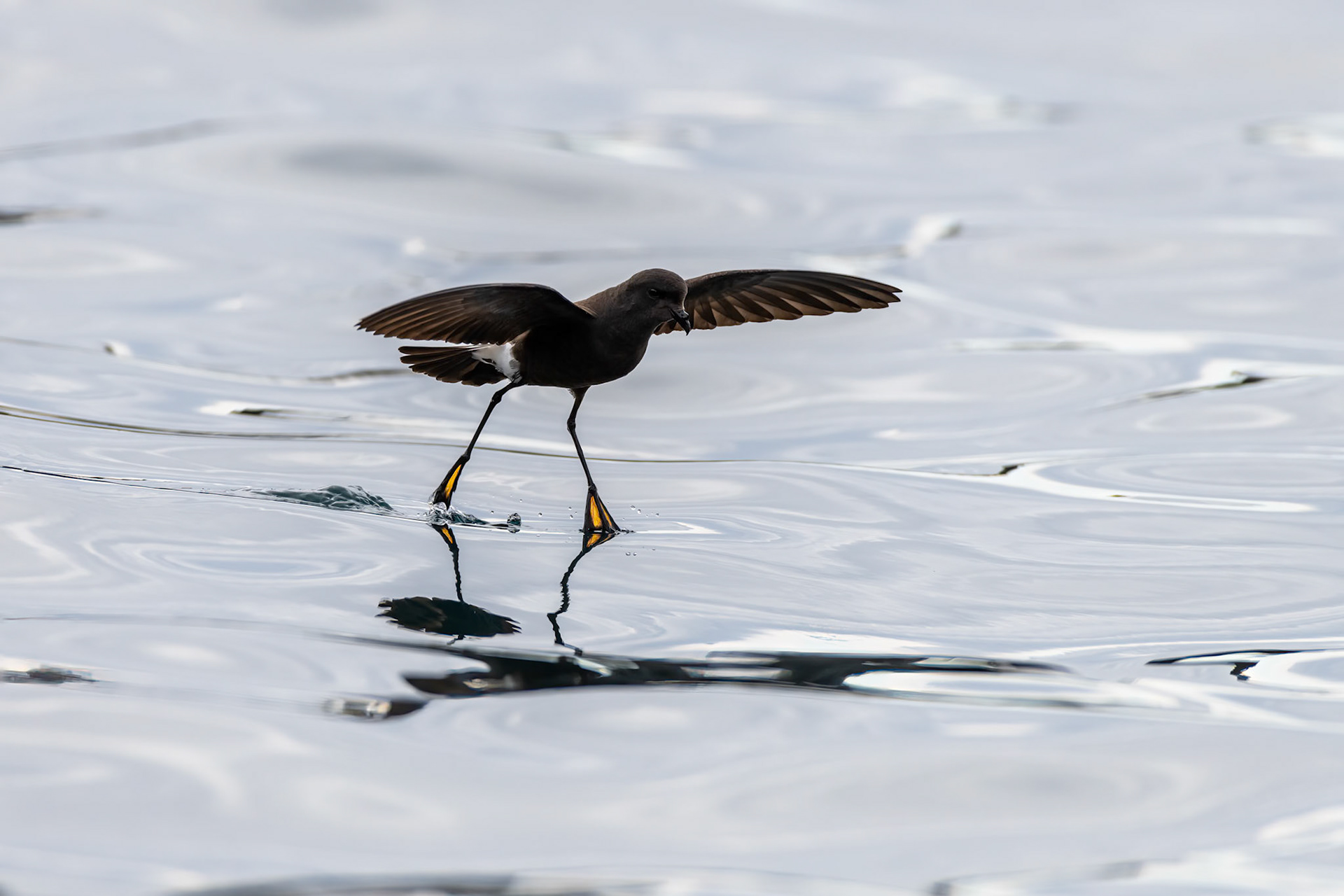 Low Island, Antarctica