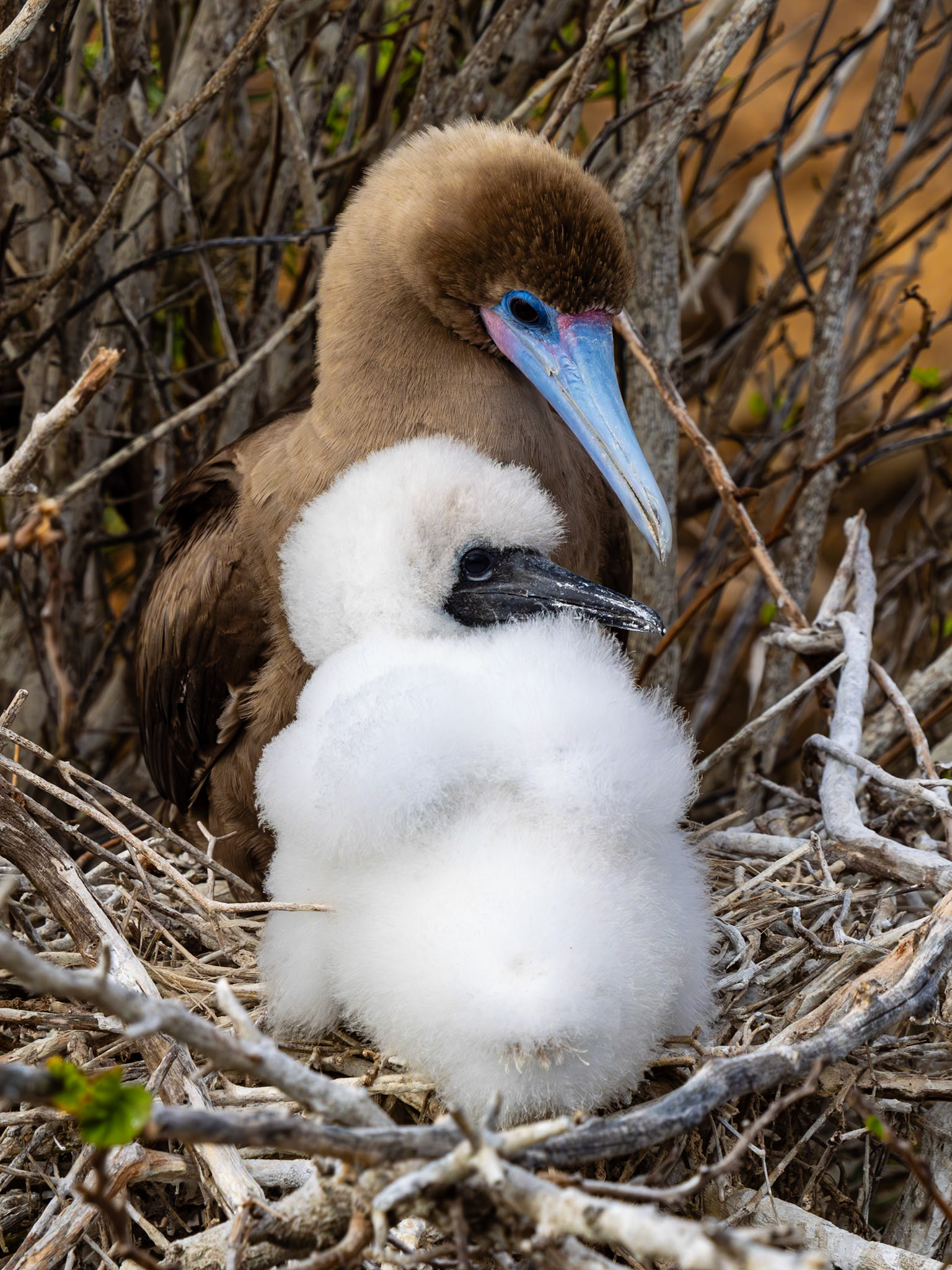 A Red-footed Booby cares for its chick in its nest in a tree. Punta Pitt, Galápagos