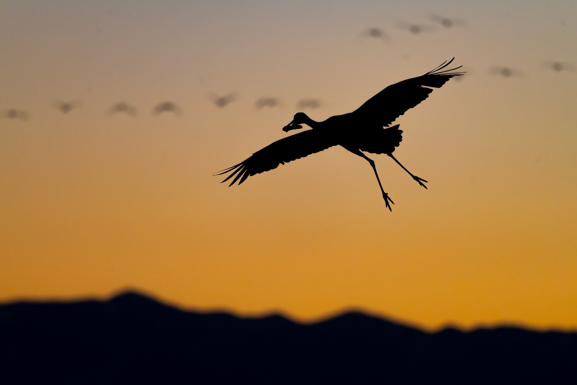Bernardo Wildlife Area, NM