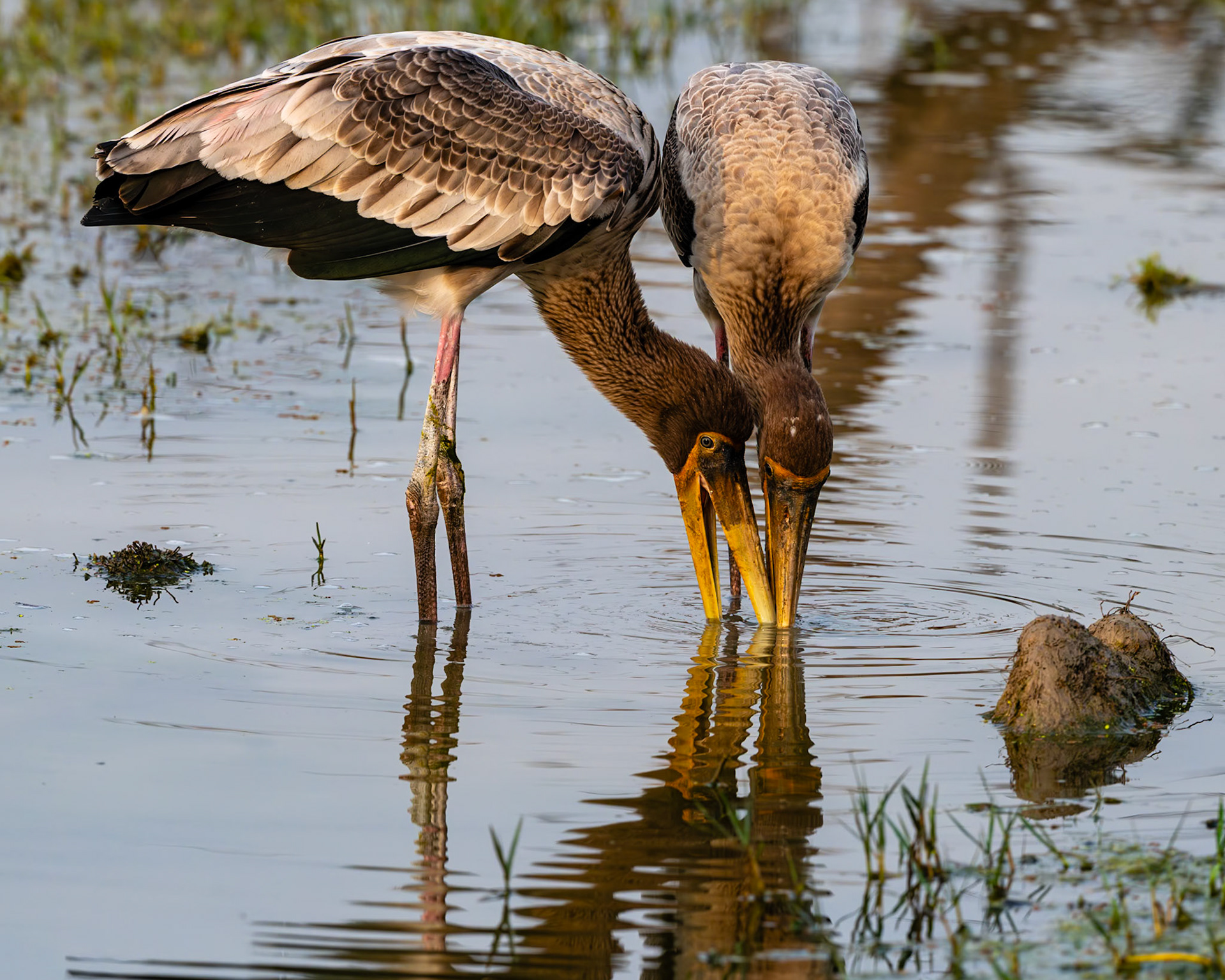 Keoladeo National Park