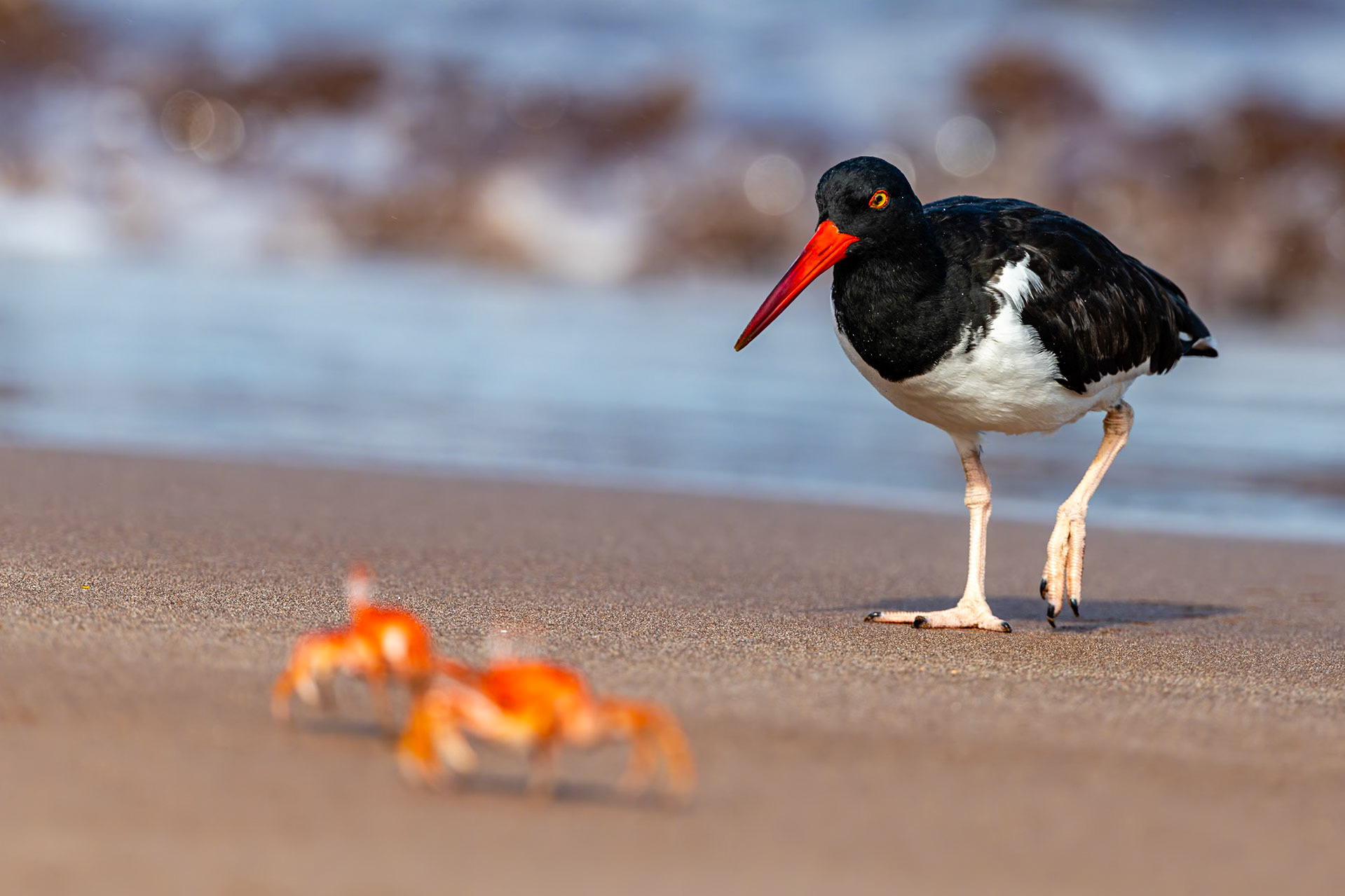 An American Oystercatcher stalks Ghost Crabs at Playa Espumilla, Galápagos