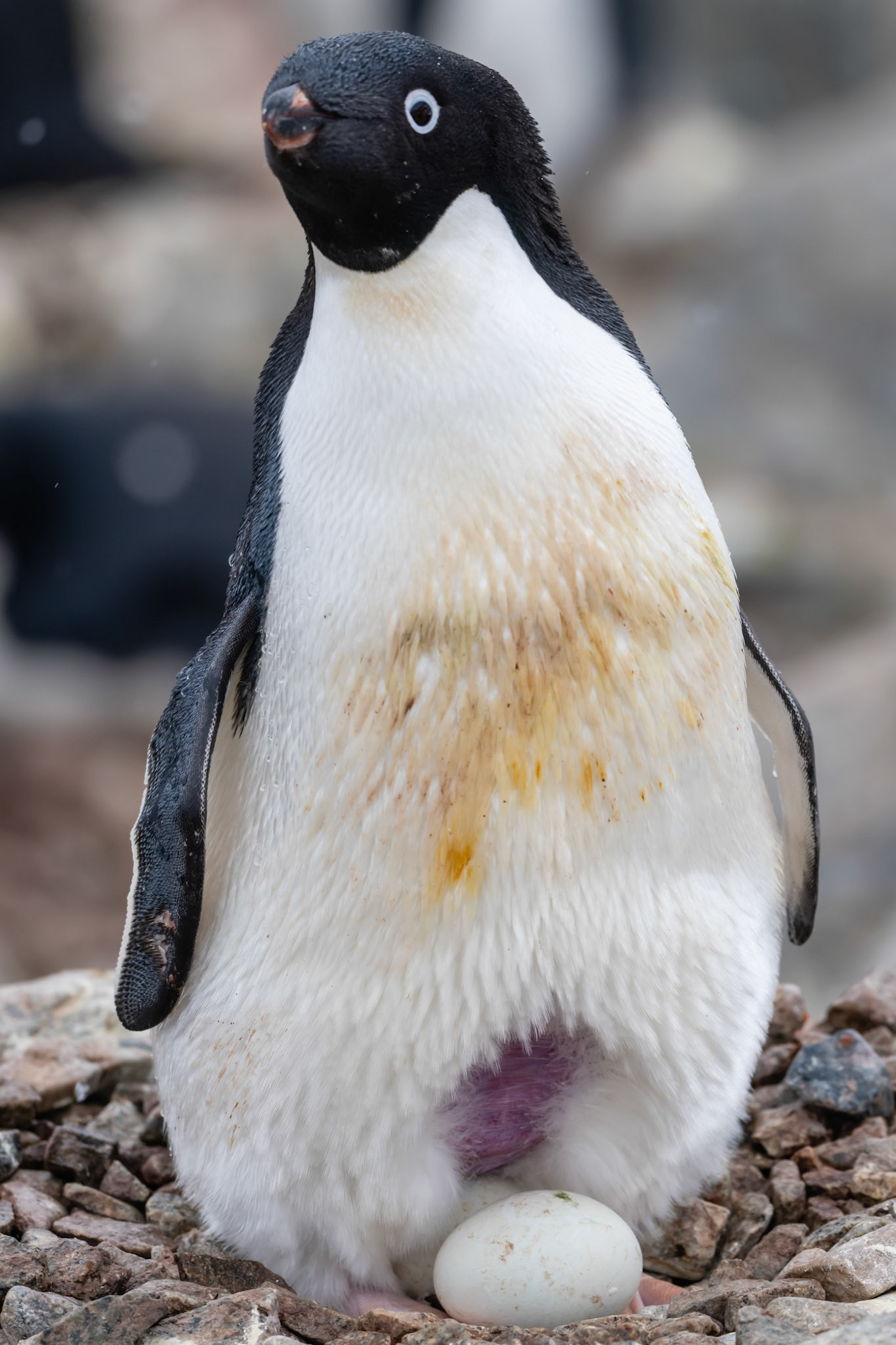 Red Rock Ridge, Antarctica