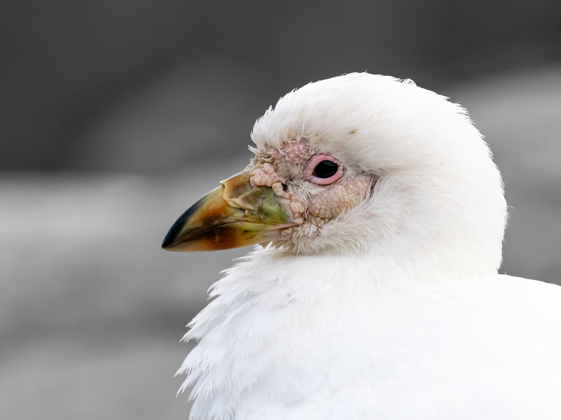 Port Lockroy, Antarctica