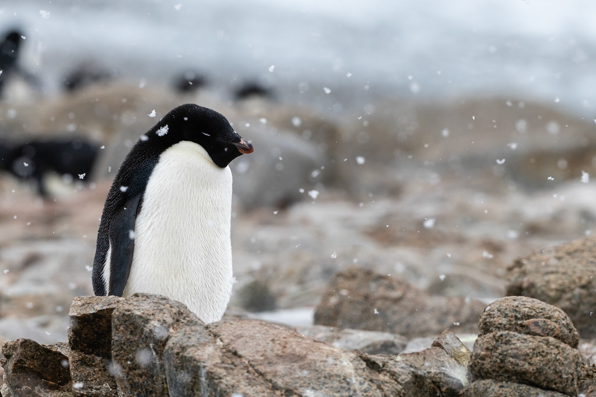 Red Rock Ridge, Antarctica