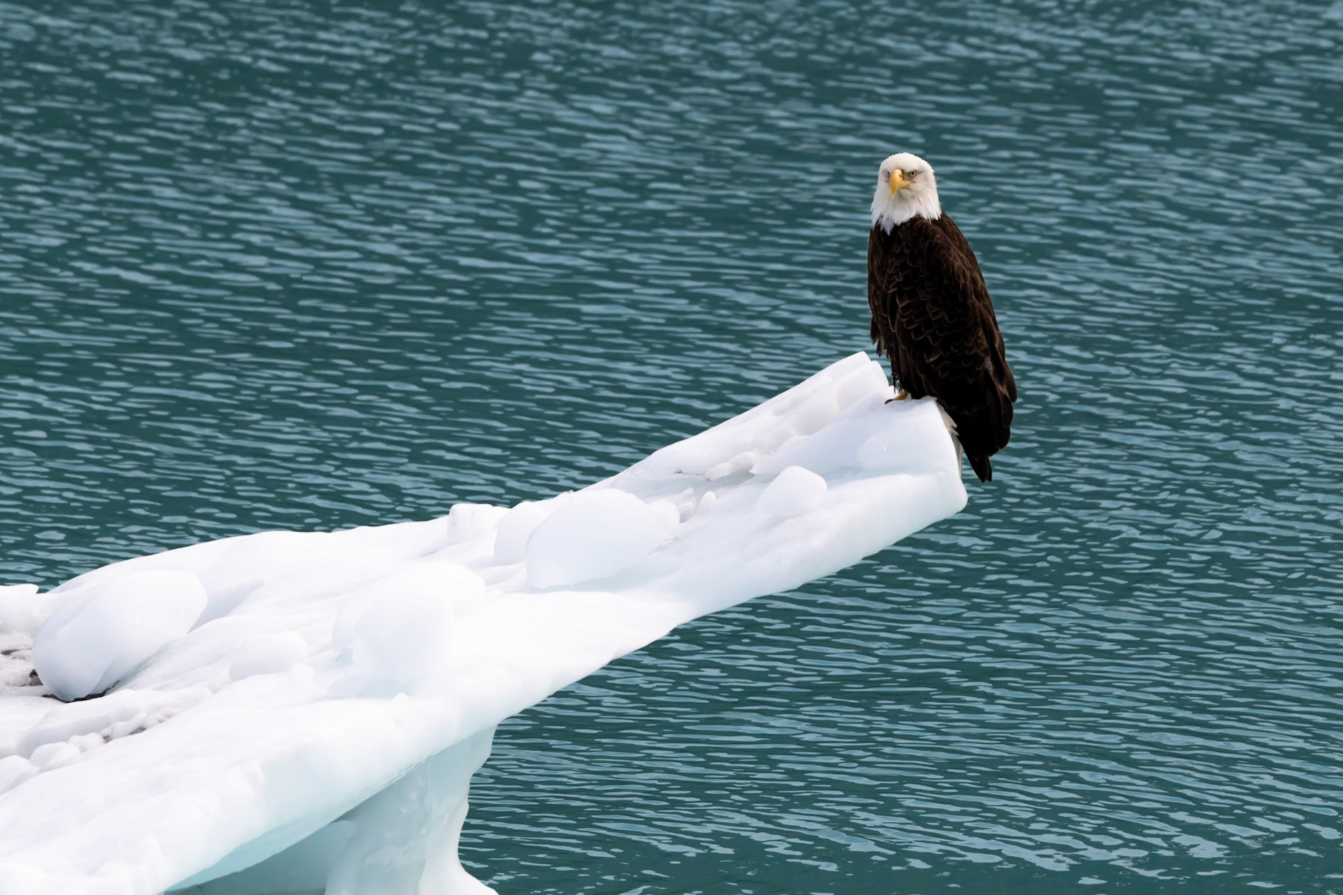Glacier Bay National Park, AK