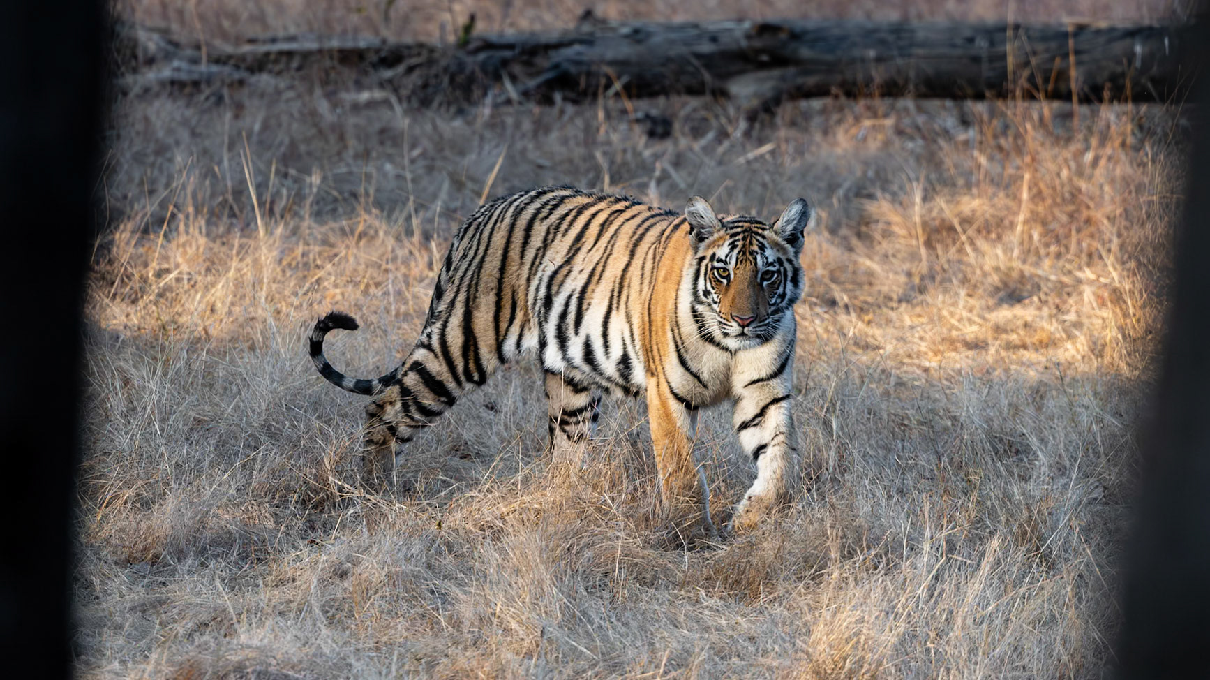 Pench National Park