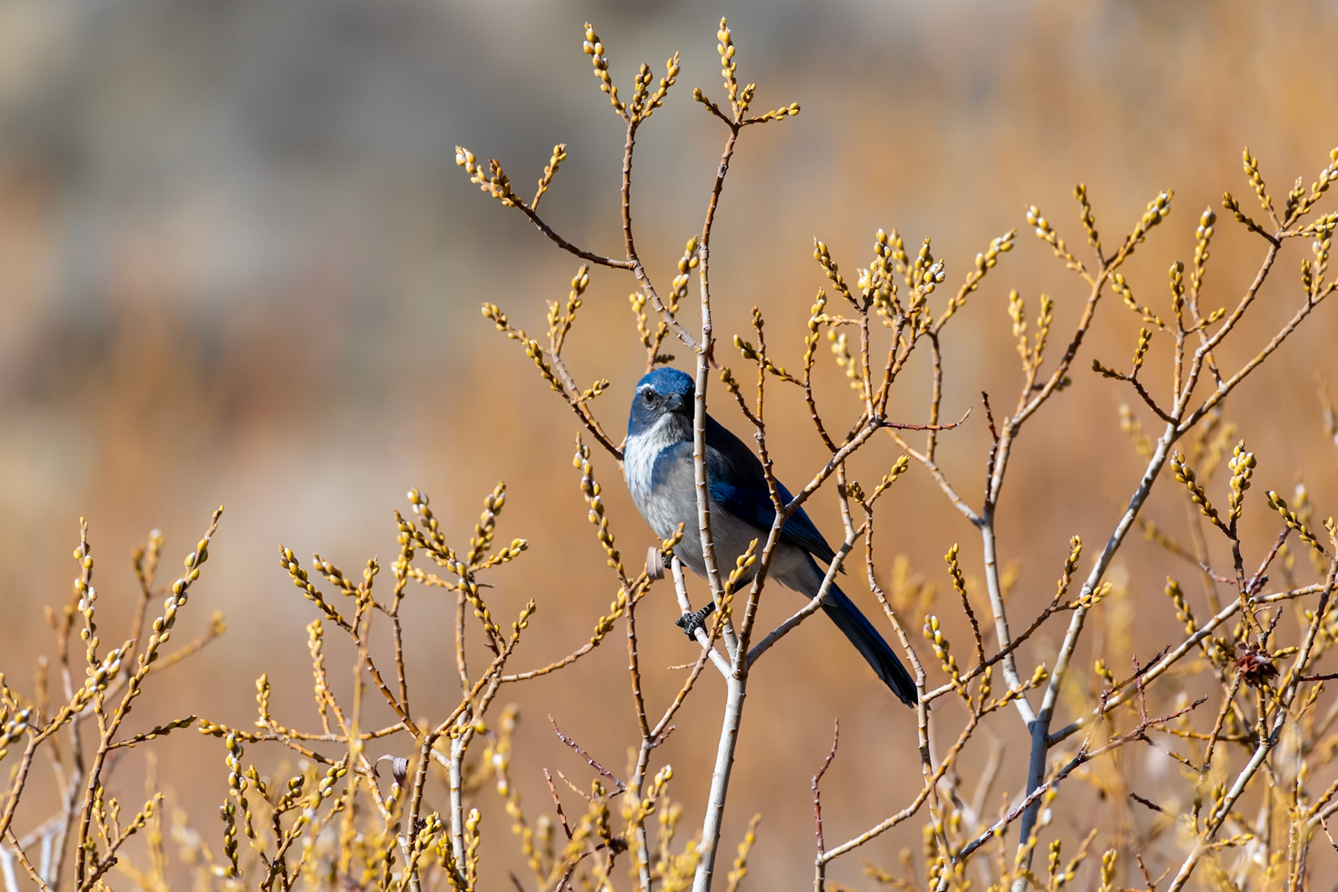 Humboldt-Toiyabe National Forest, NV