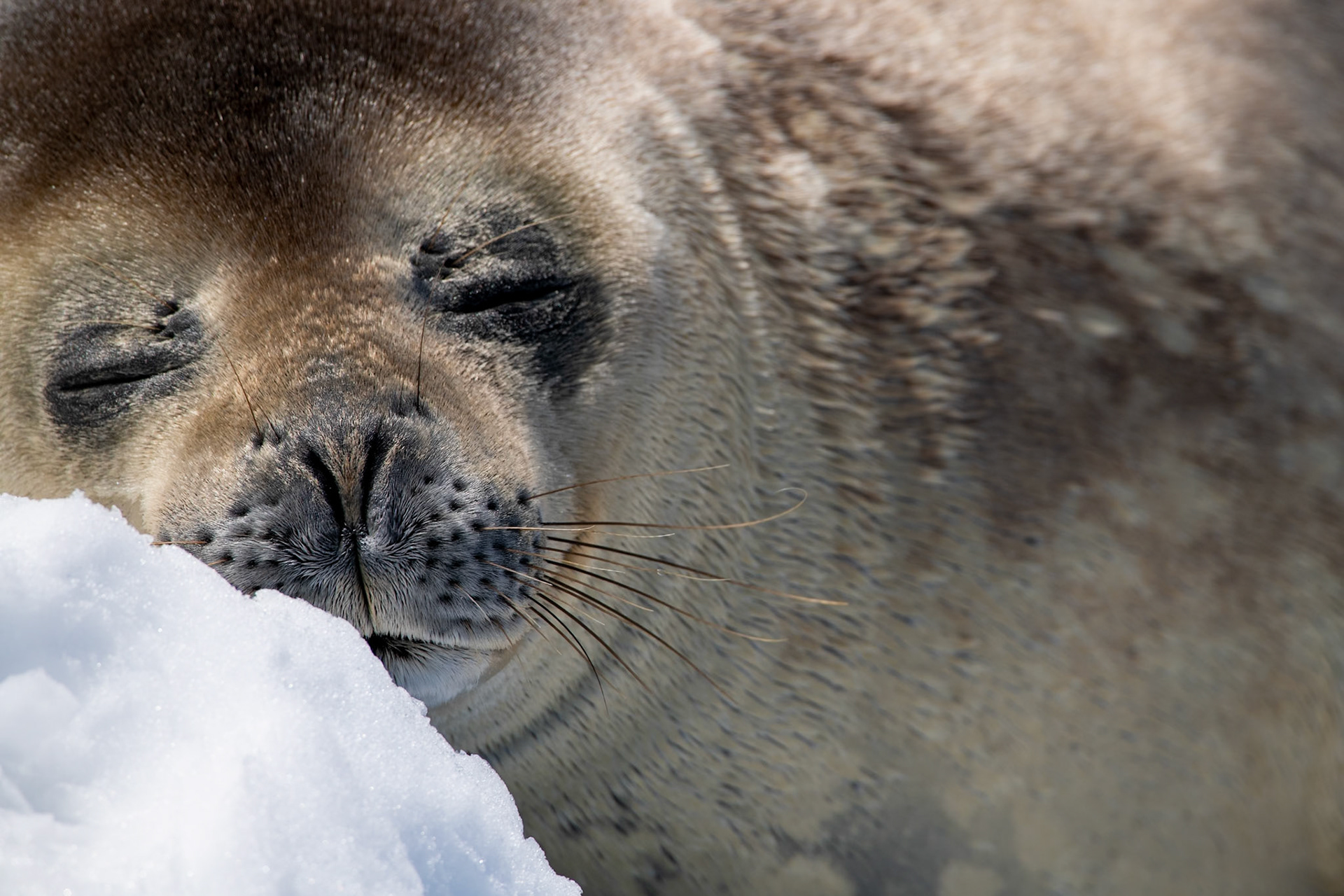 Hydrurga Rocks, Antarctica