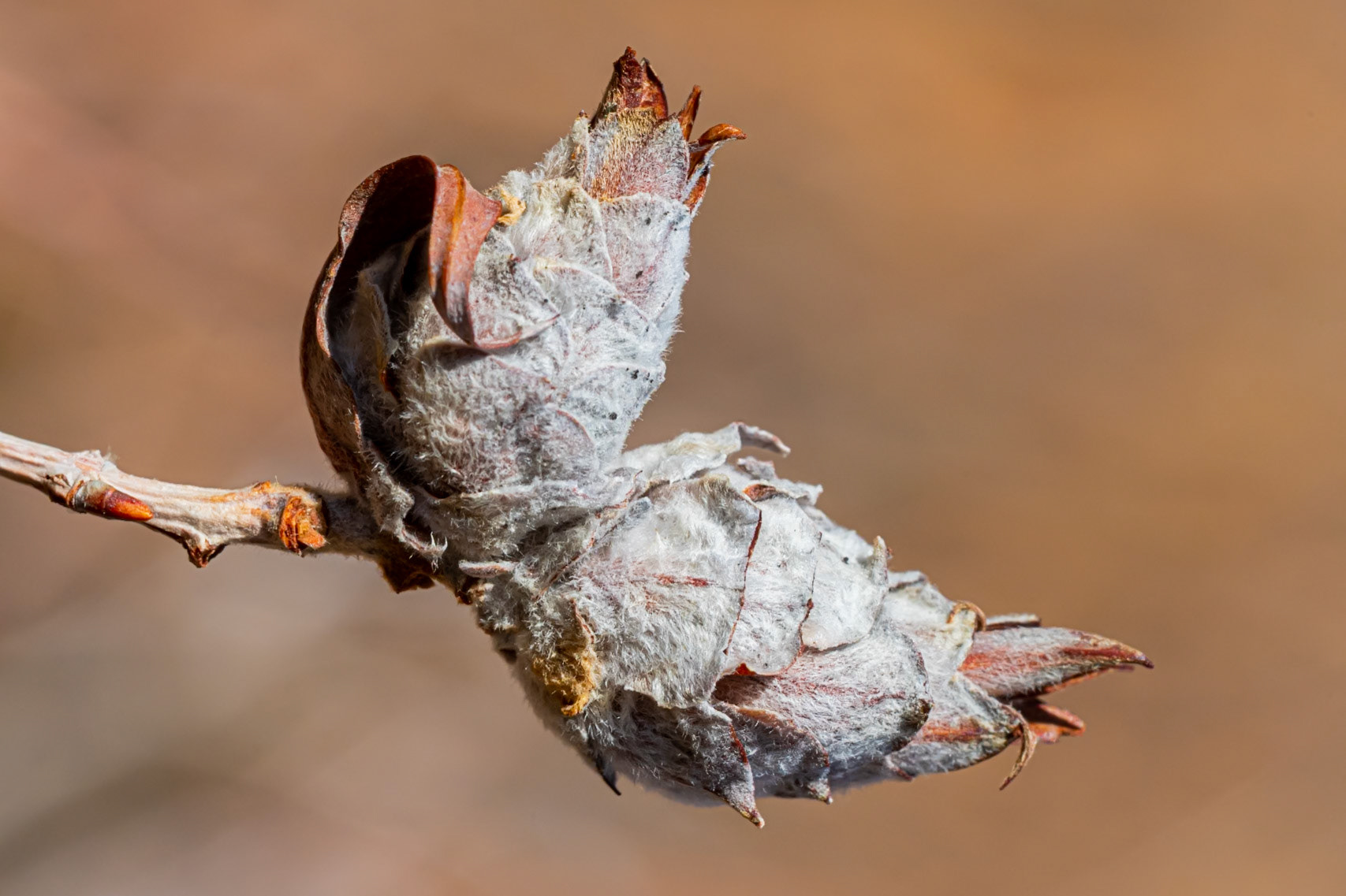 Humboldt-Toiyabe National Forest, NV