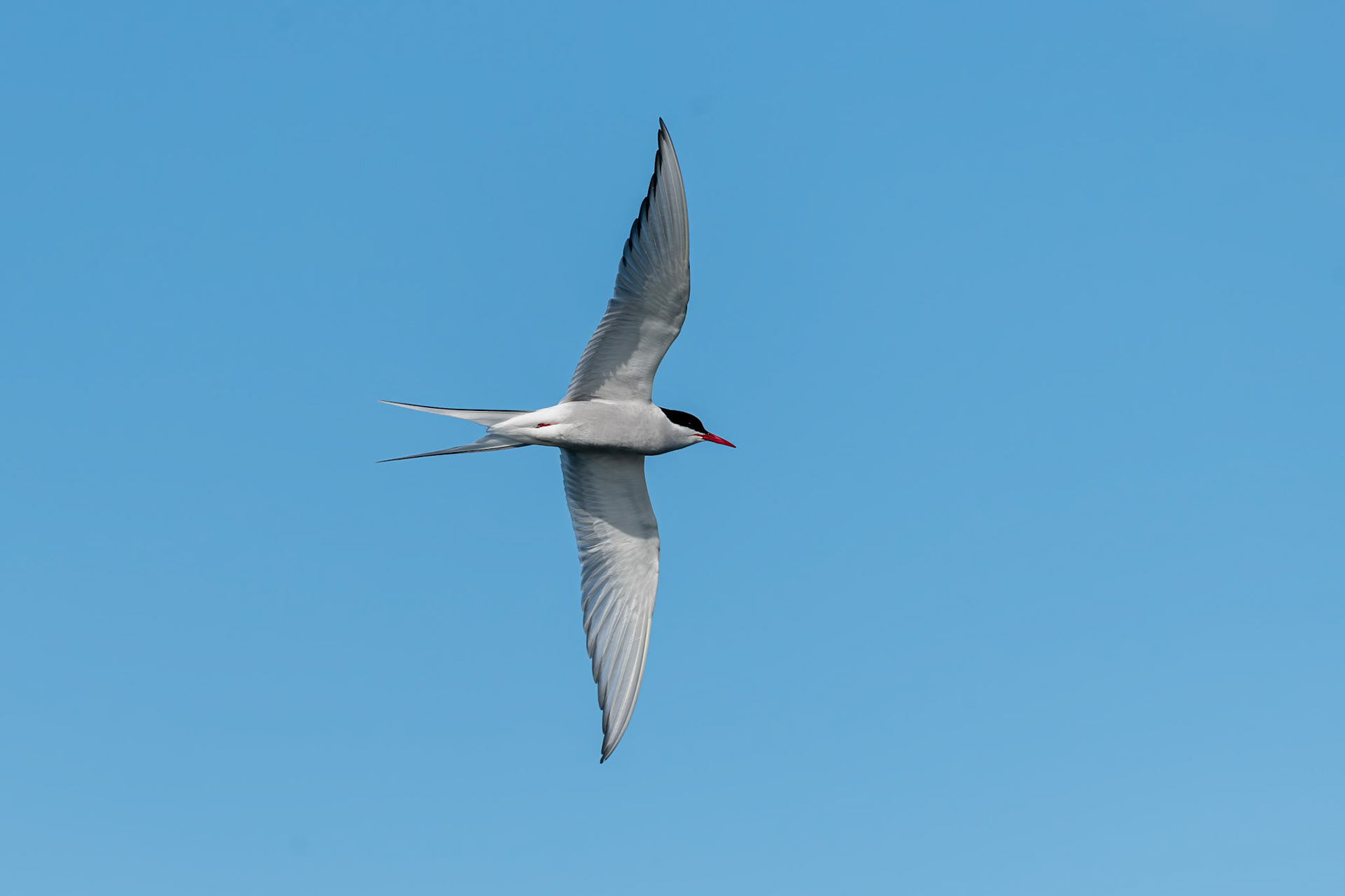 Russebukta, Svalbard