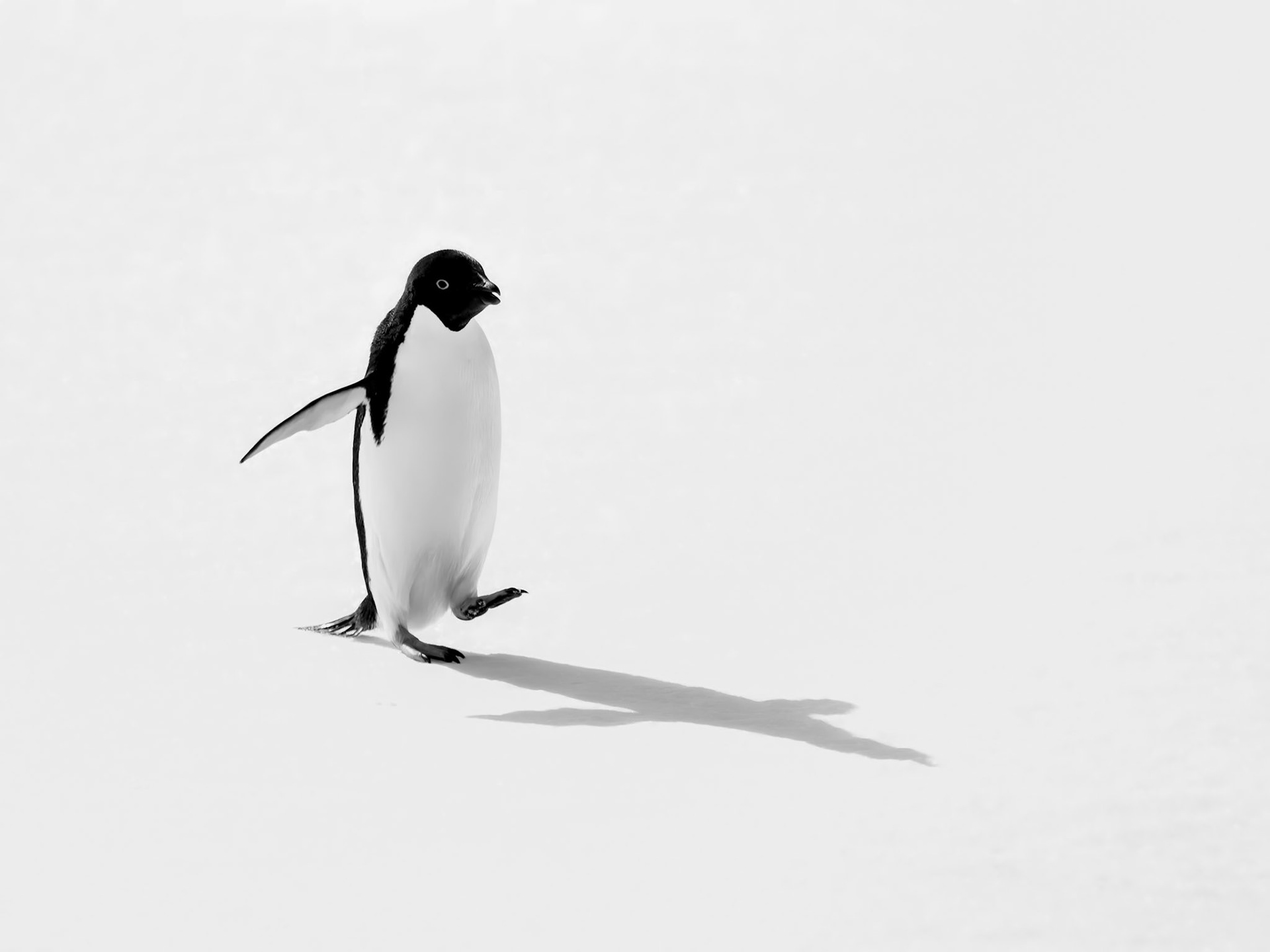Pourquoi Pas Island, Antarctica