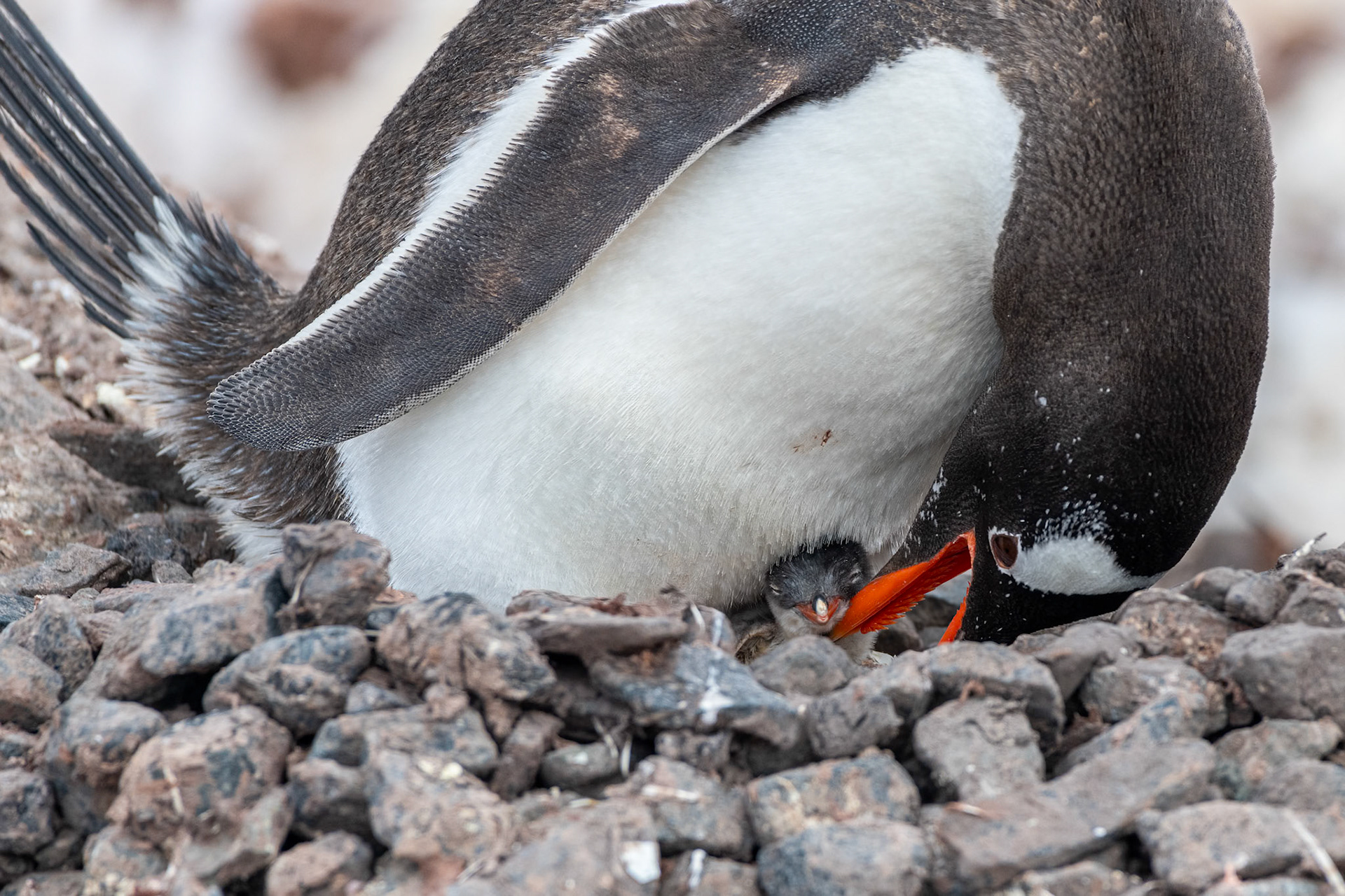 Port Lockroy, Antarctica