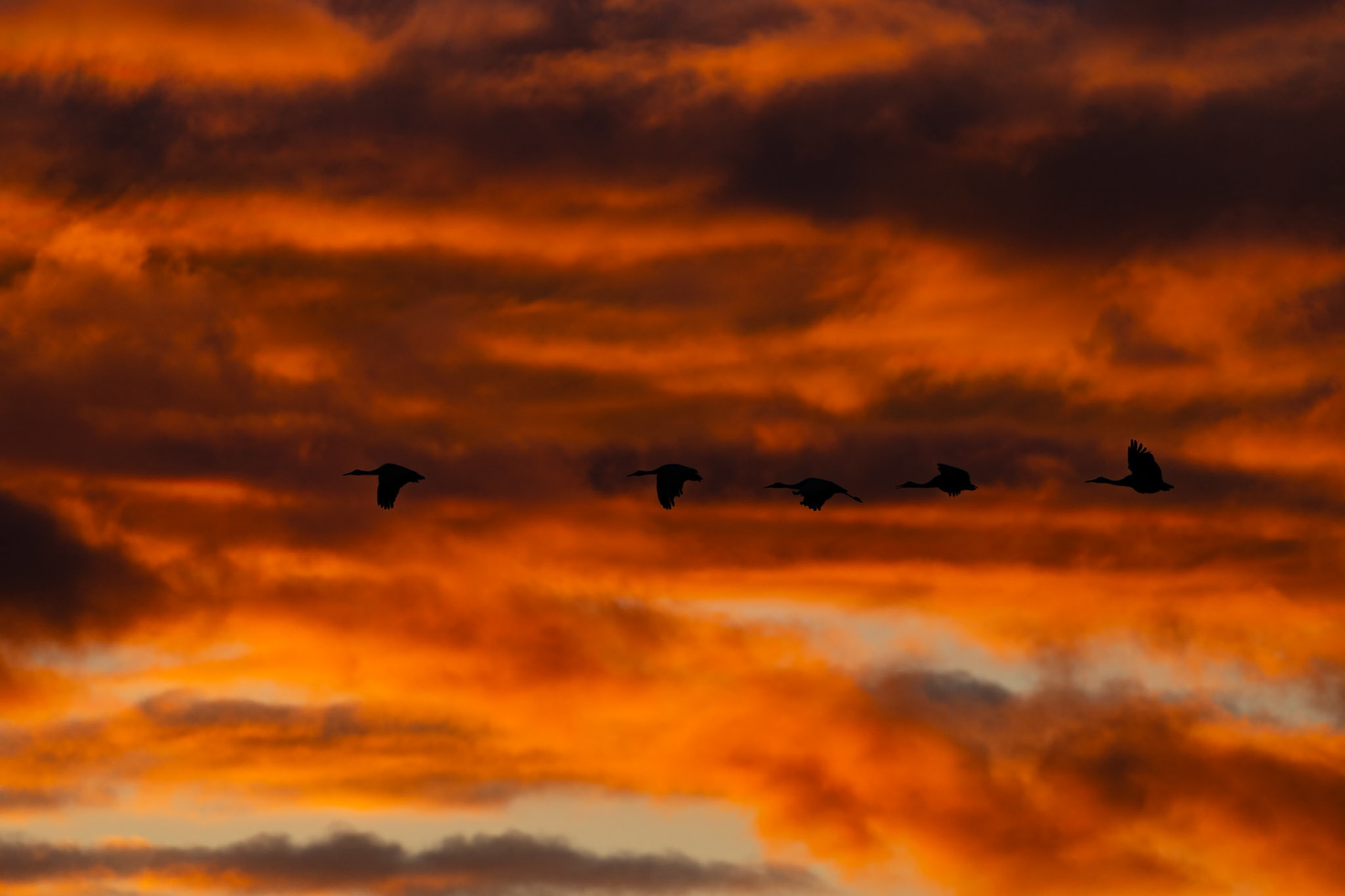 Bernardo Wildlife Area, NM