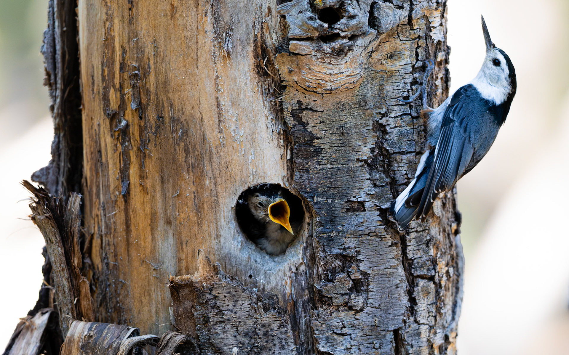 Santa Fe National Forest, NM
