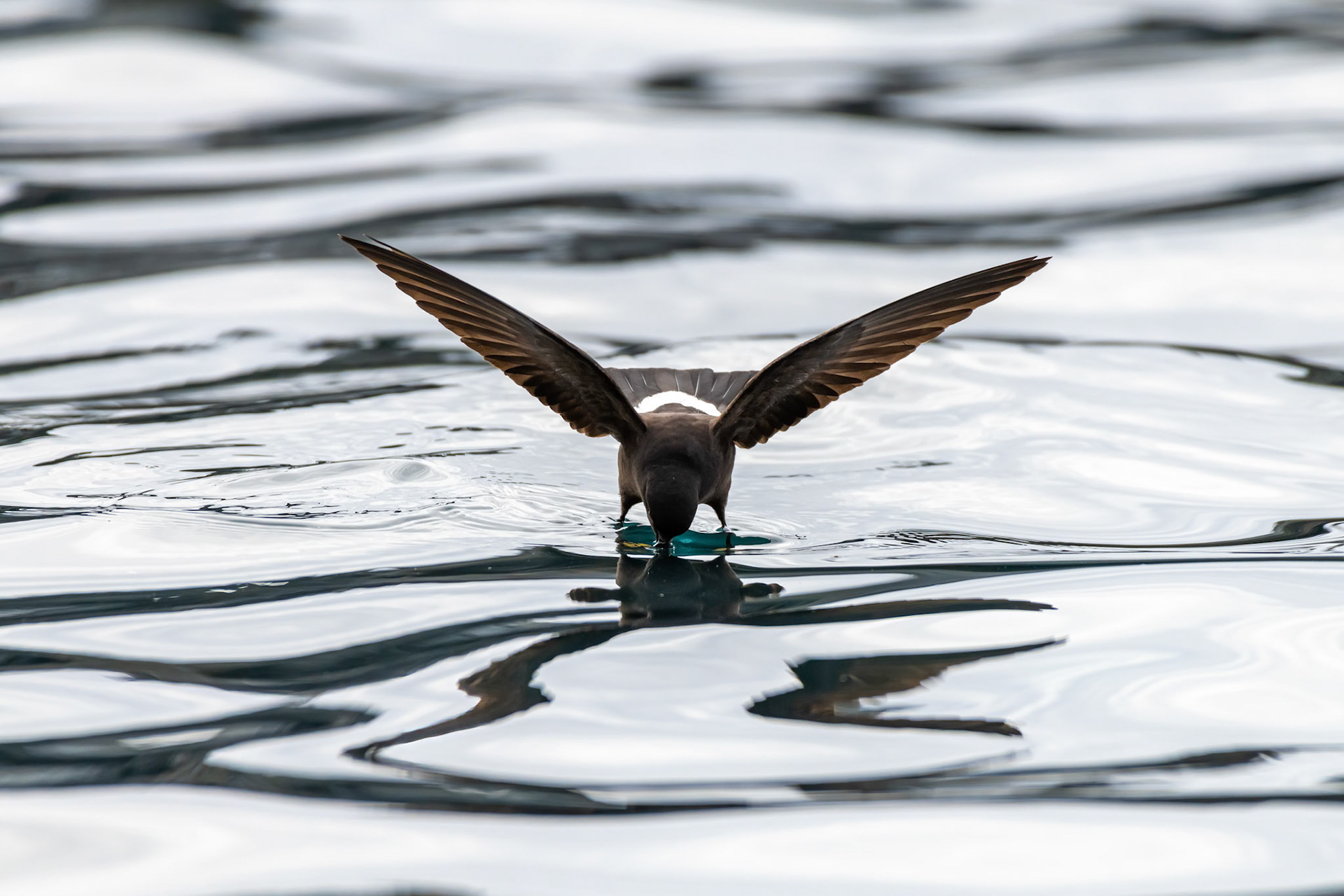Low Island, Antarctica
