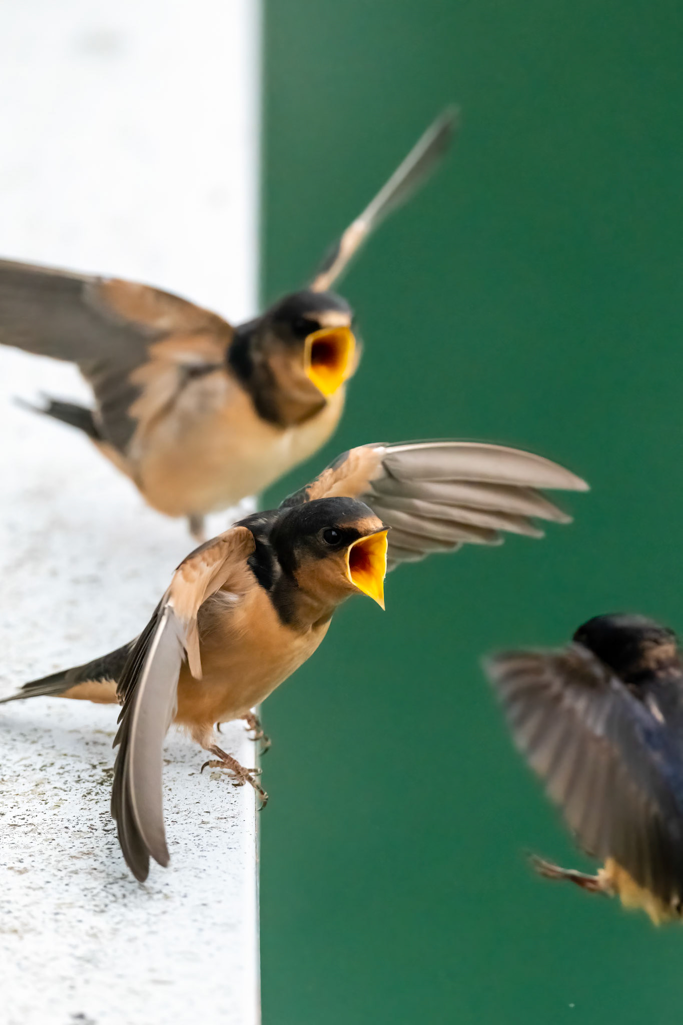 Glacier Bay National Park, AK
