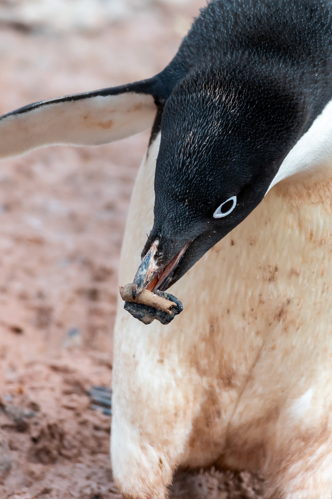 Brown Bluff, Antarctica