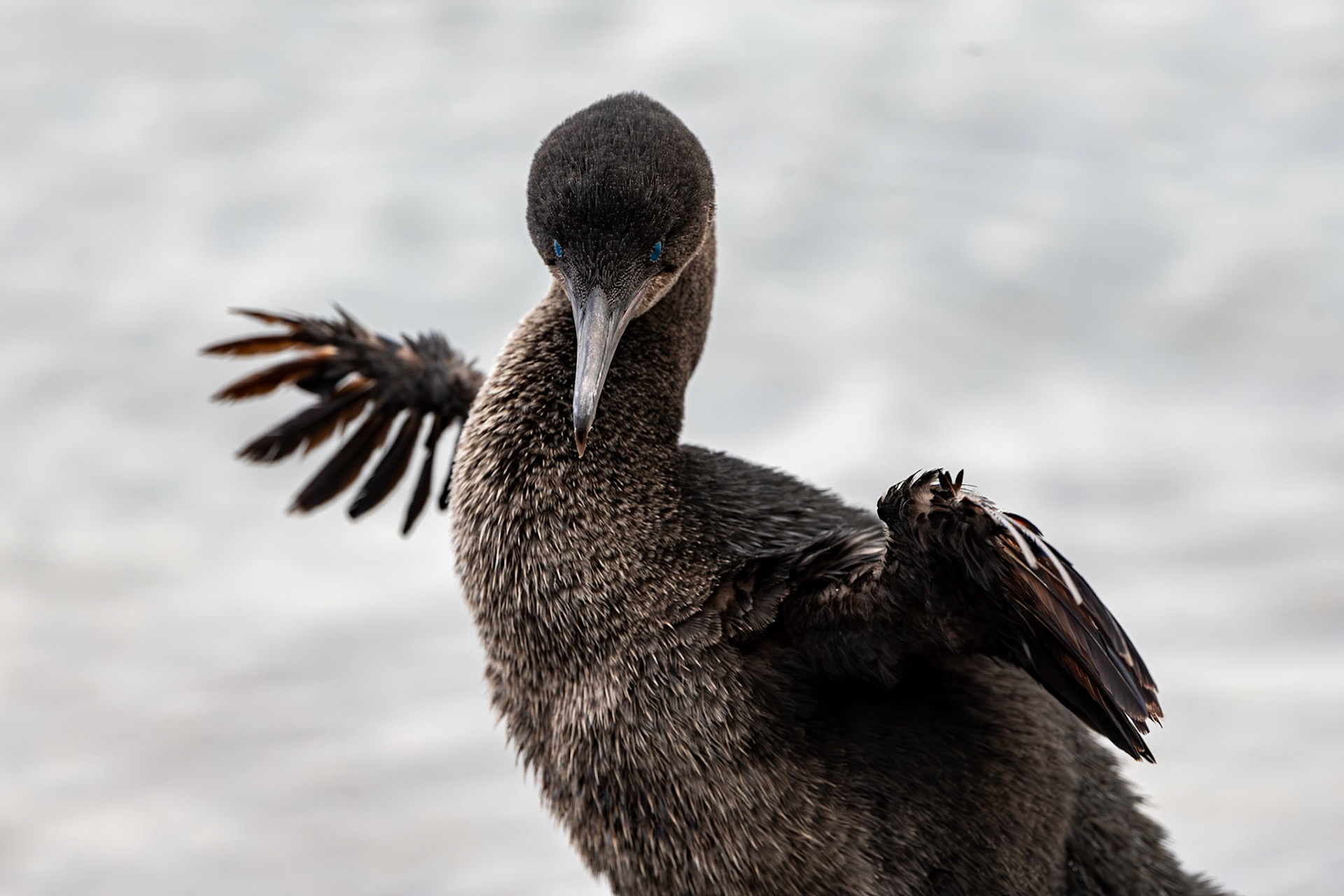 Flightless Cormorants are an endemic species to the Galápagos and the world's only flightless cormorant species. Here a male shows the classic cormorant wing-drying behavior. Punta Espinoza, Galápagos