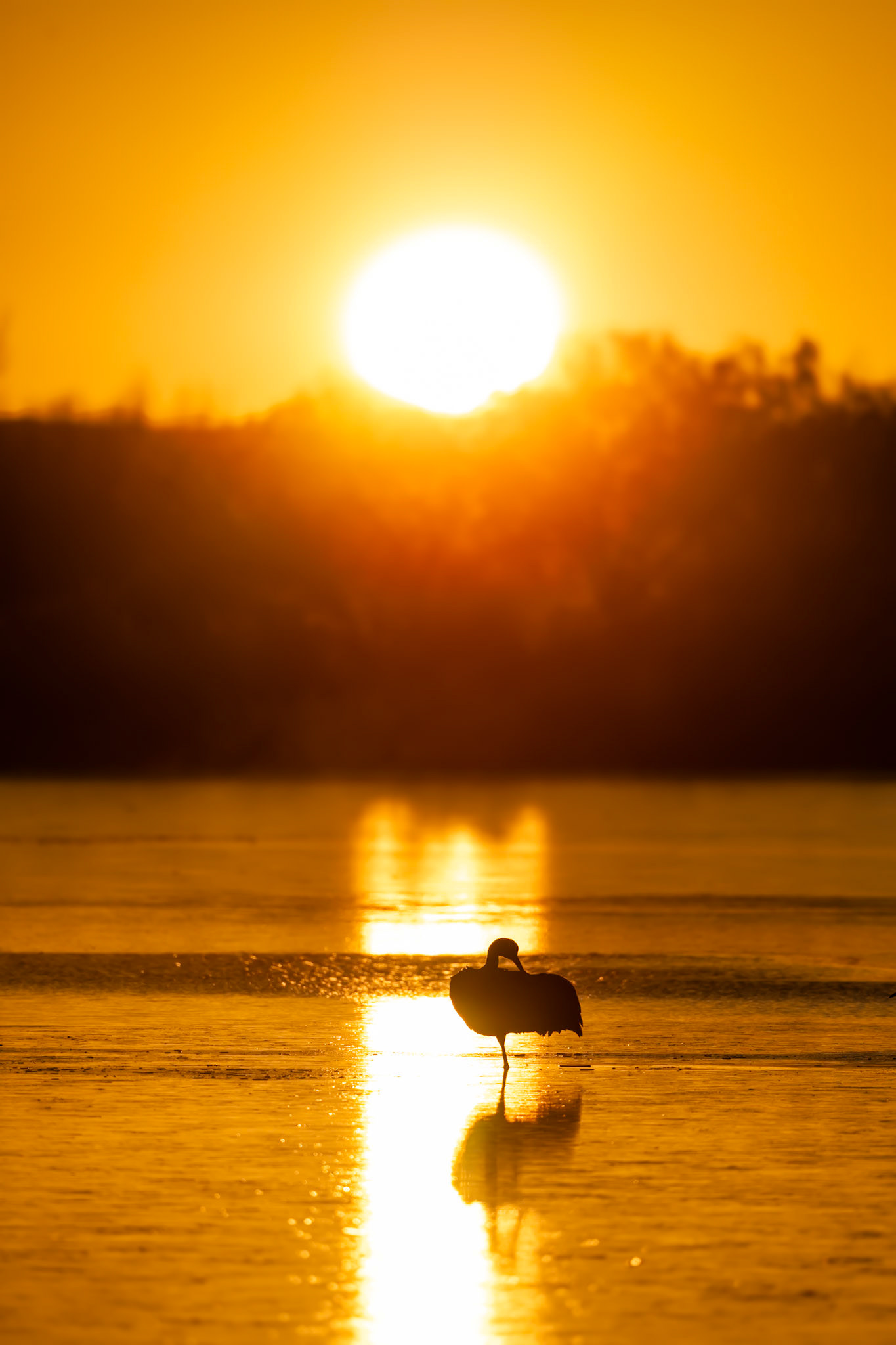 Bosque del Apache NWR, NM