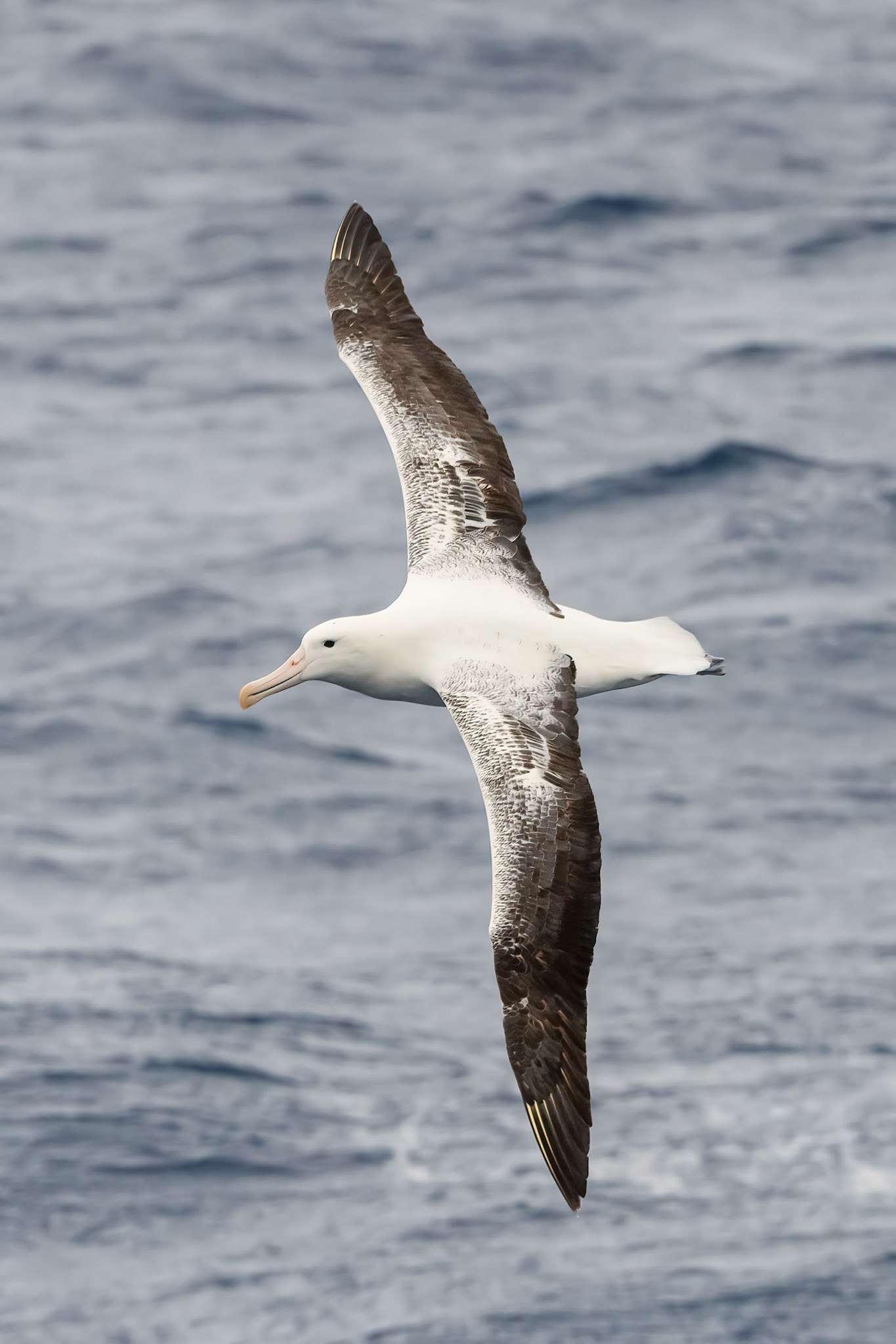 Drake passage, Antarctica