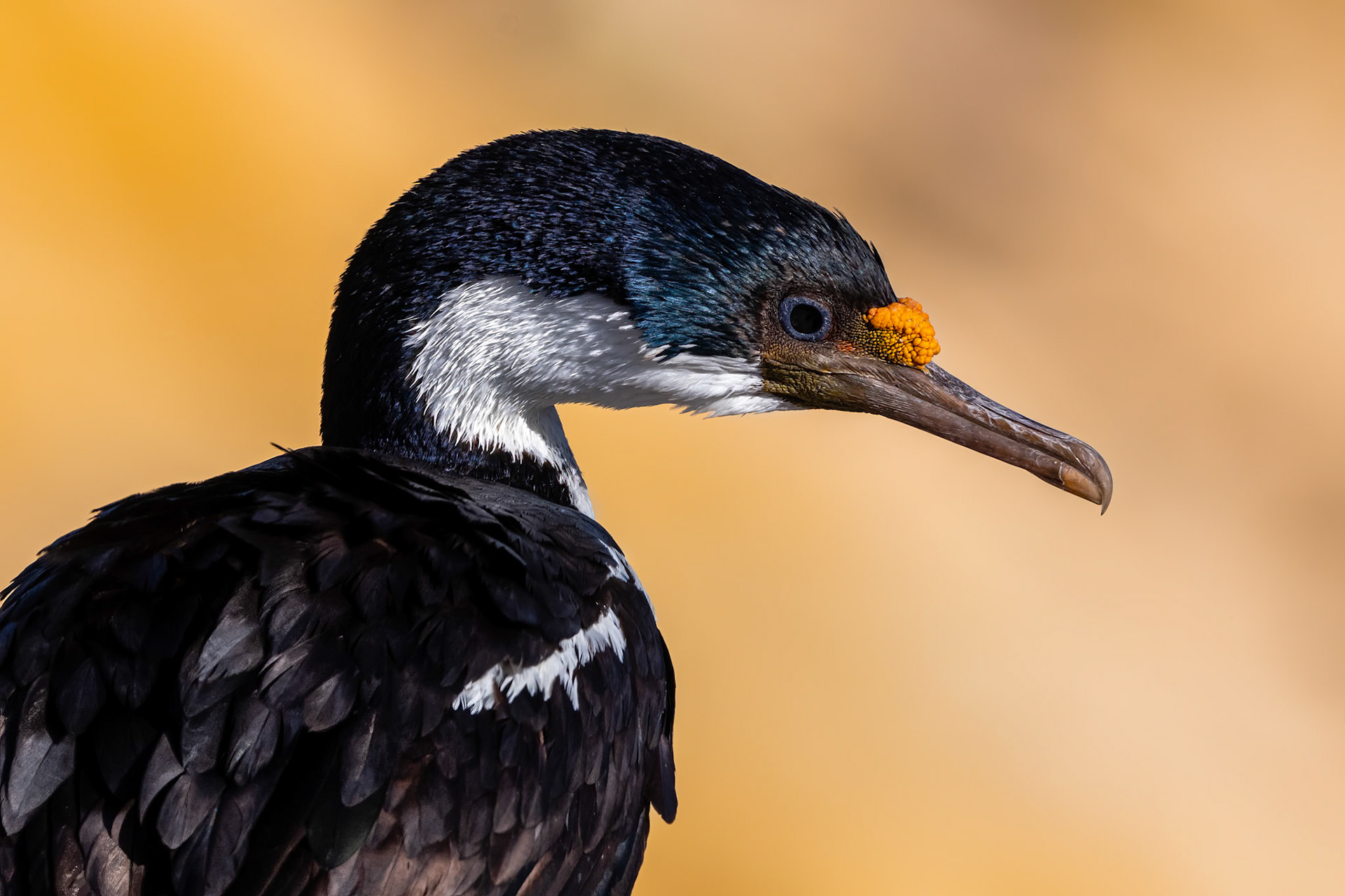 New Island, Falklands