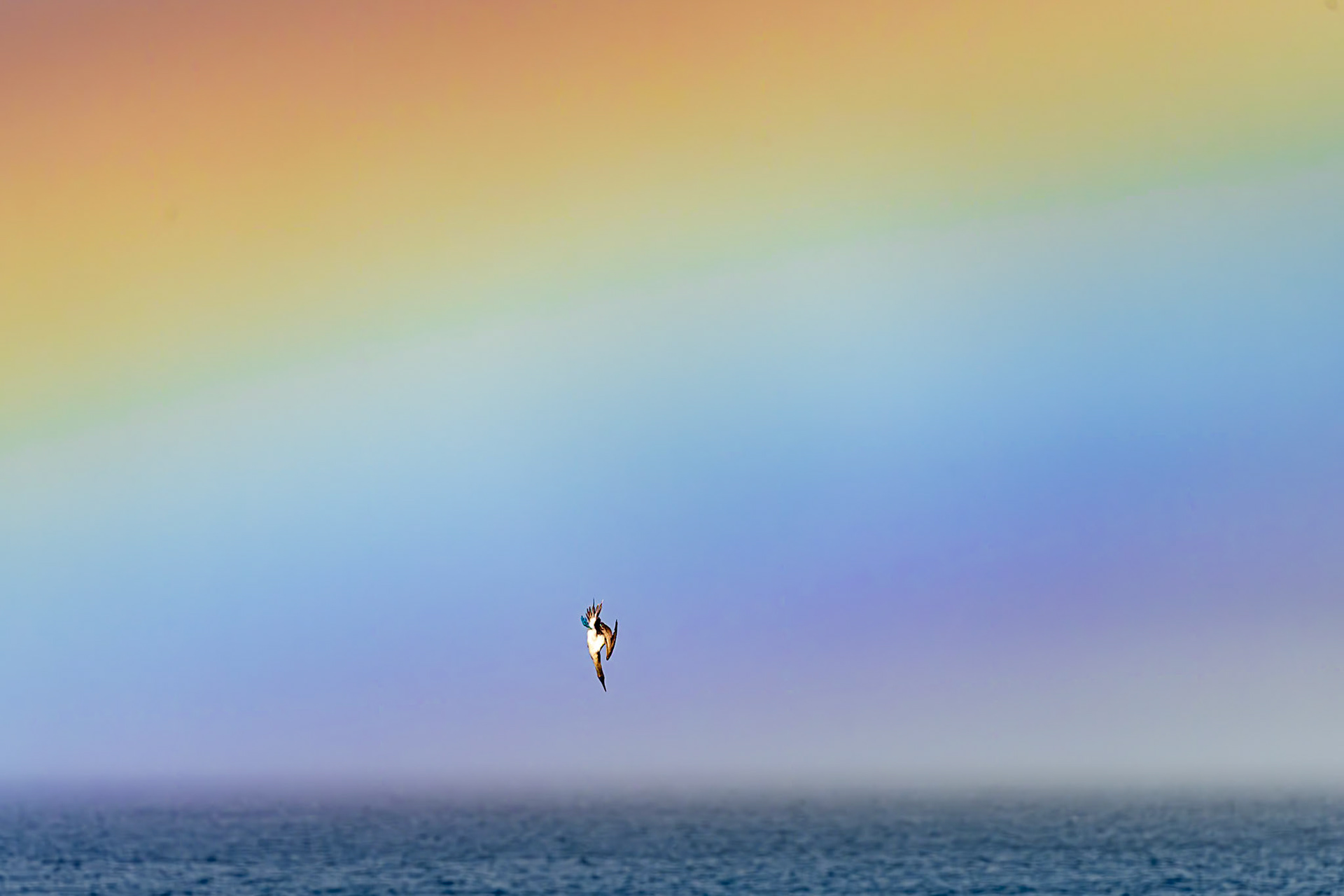 A Blue-footed Booby plunges towards the sea to catch fish as a light mist produces a stunning rainbow behind it. Playa Espumilla, Galápagos