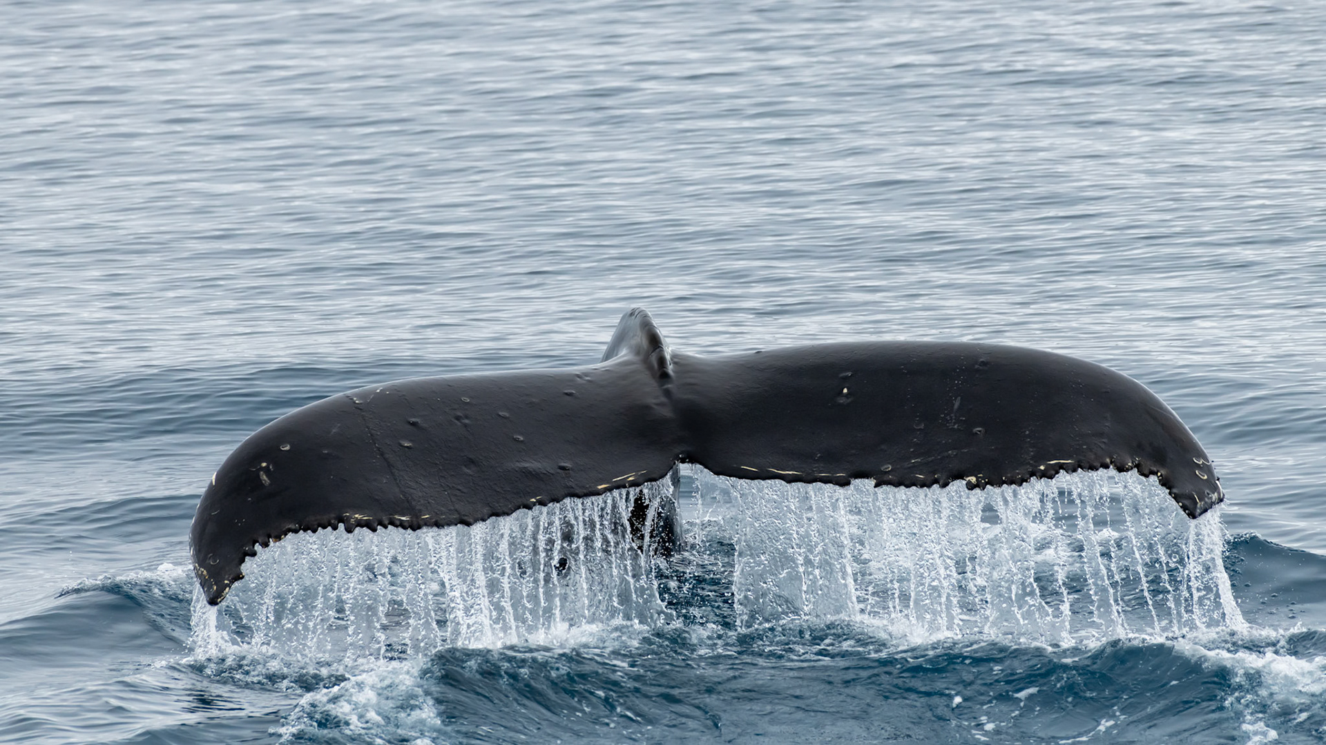 Antarctic Sound, Antarctica