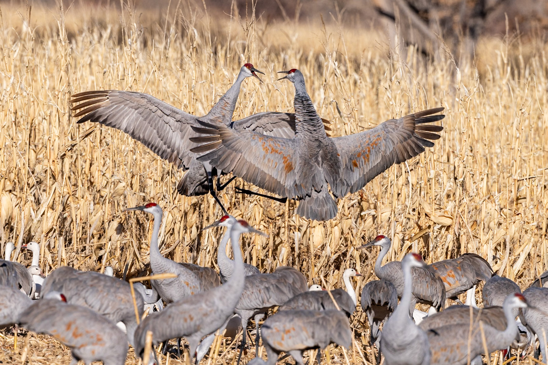 Bernardo Wildlife Area, NM