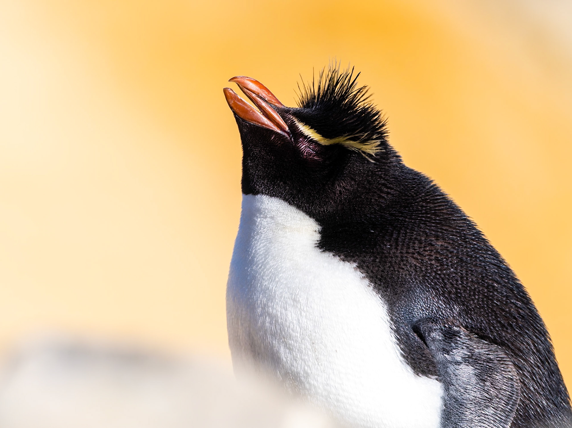 New Island, Falklands