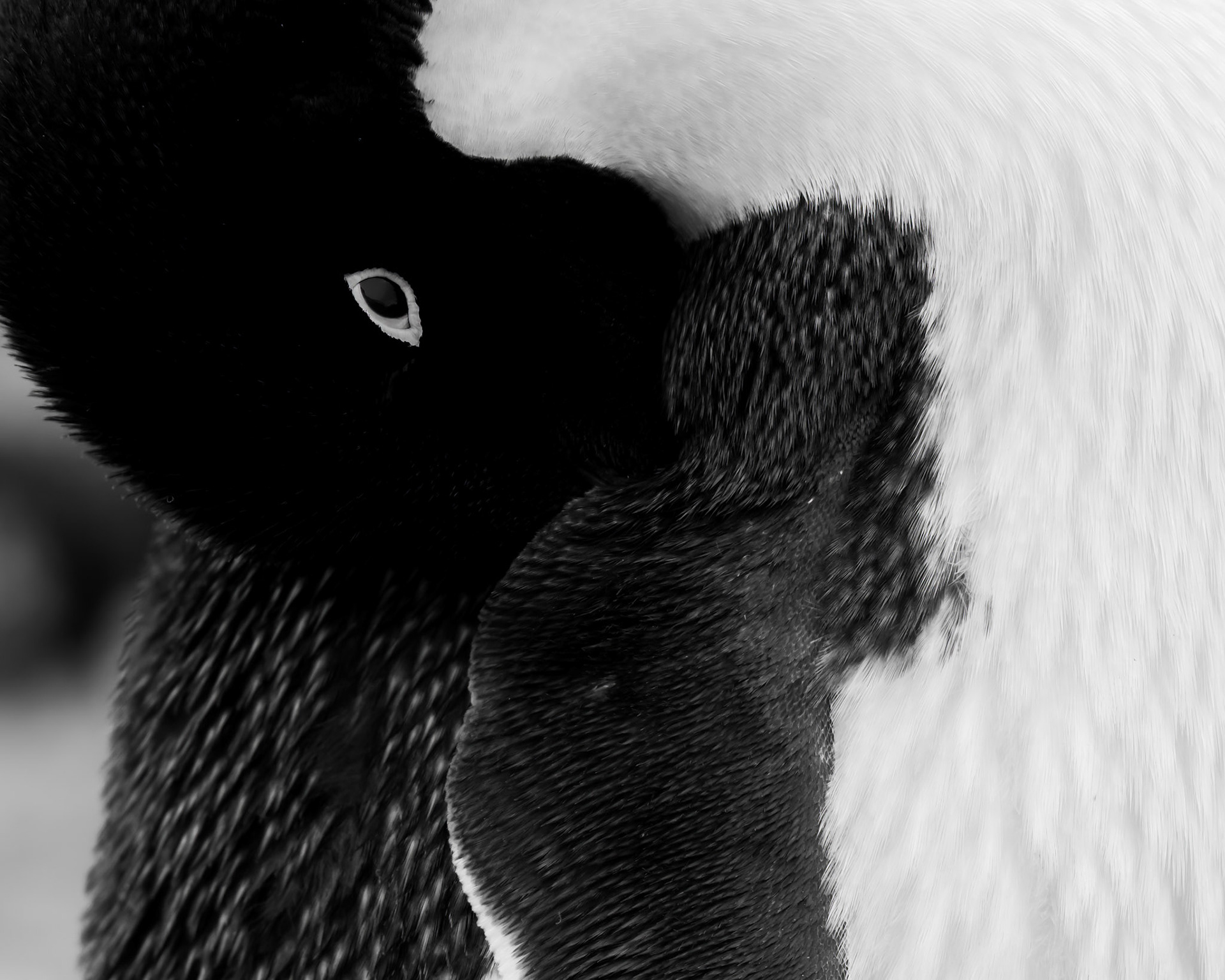 Brown Bluff, Antarctica