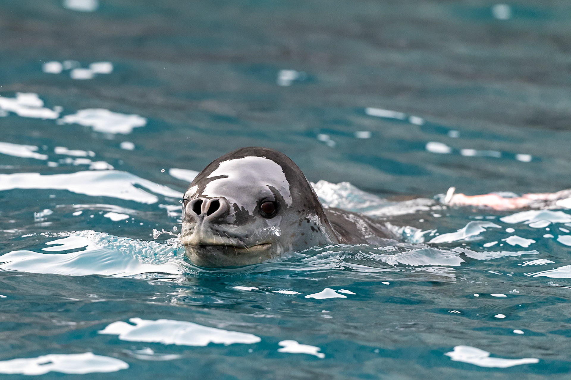 Paulet Island, Antarctica
