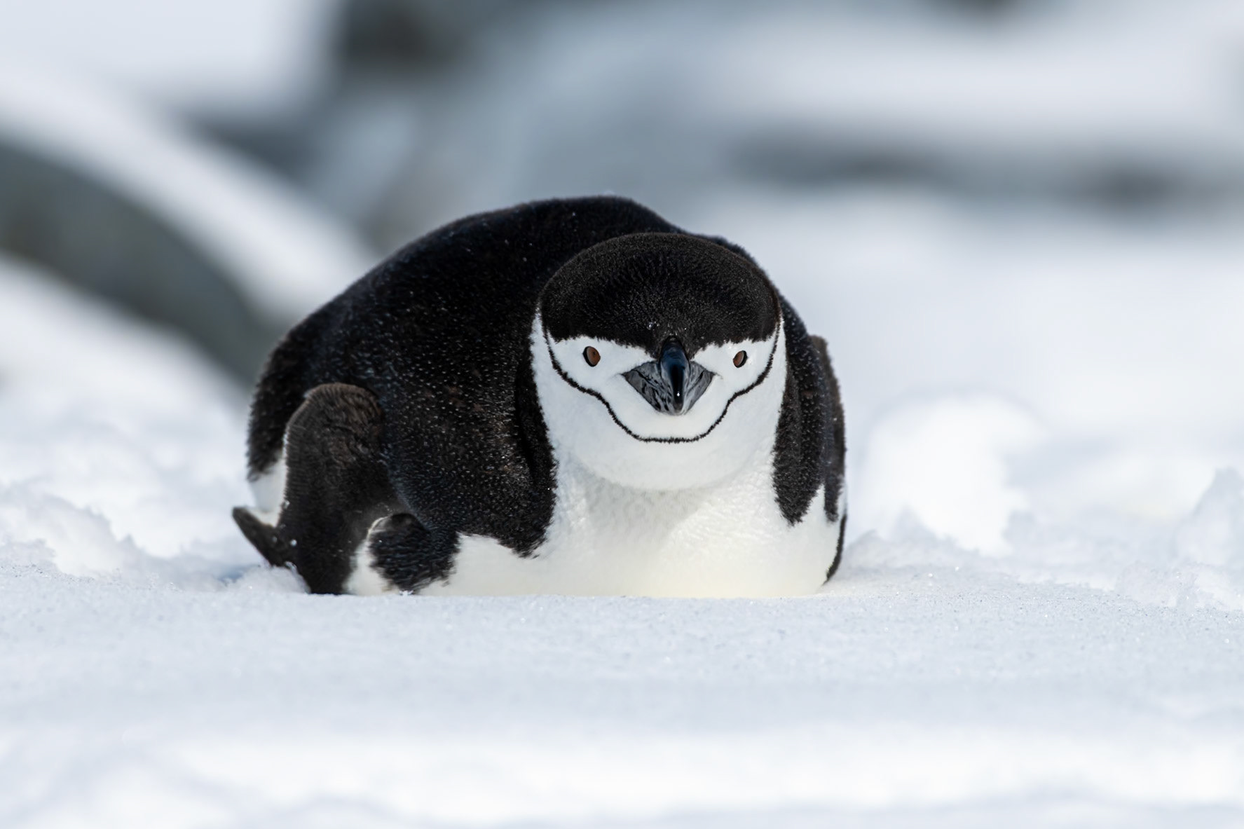 Hydrurga Rocks, Antarctica