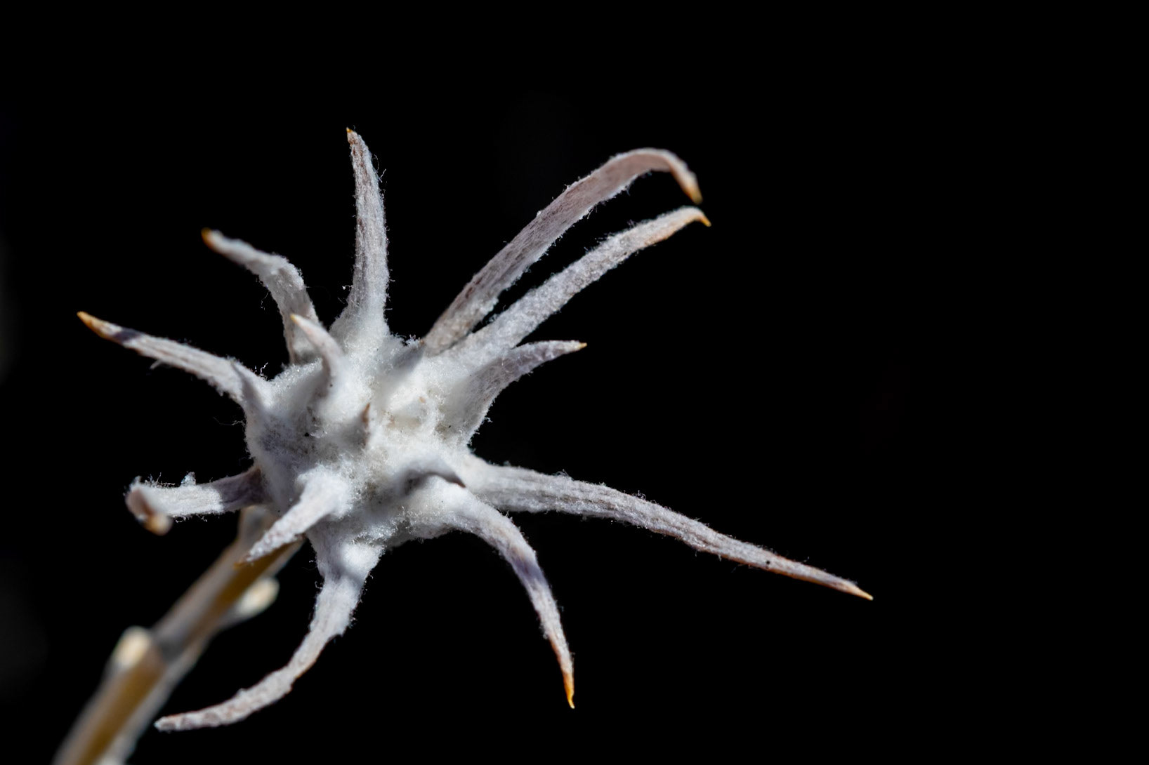 Humboldt-Toiyabe National Forest, NV