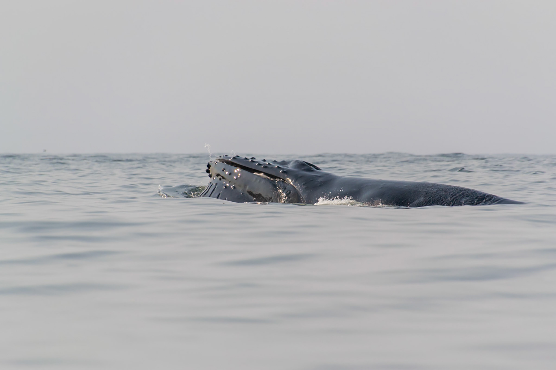 Vancouver Island, British Columbia
