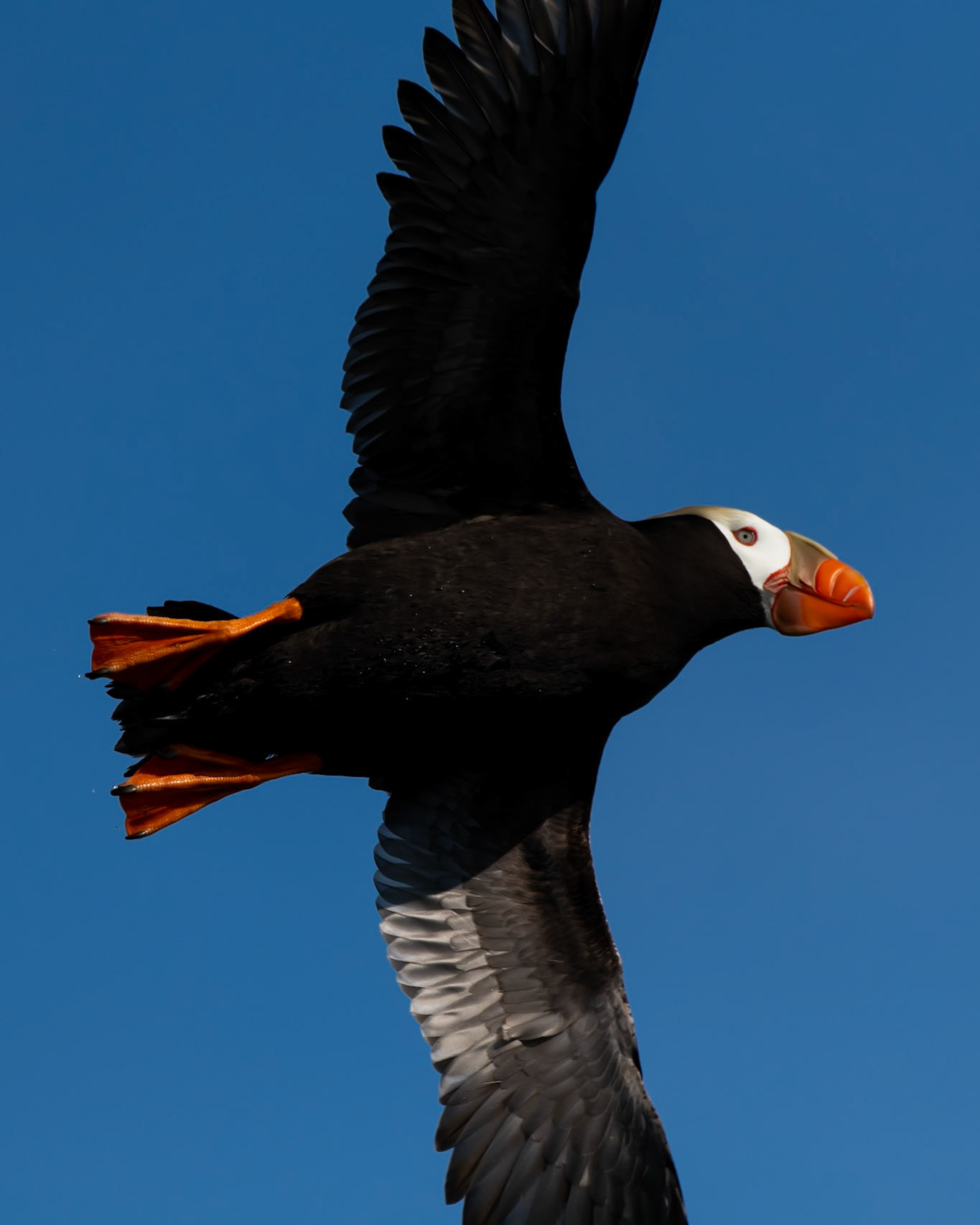 Glacier Bay National Park, AK
