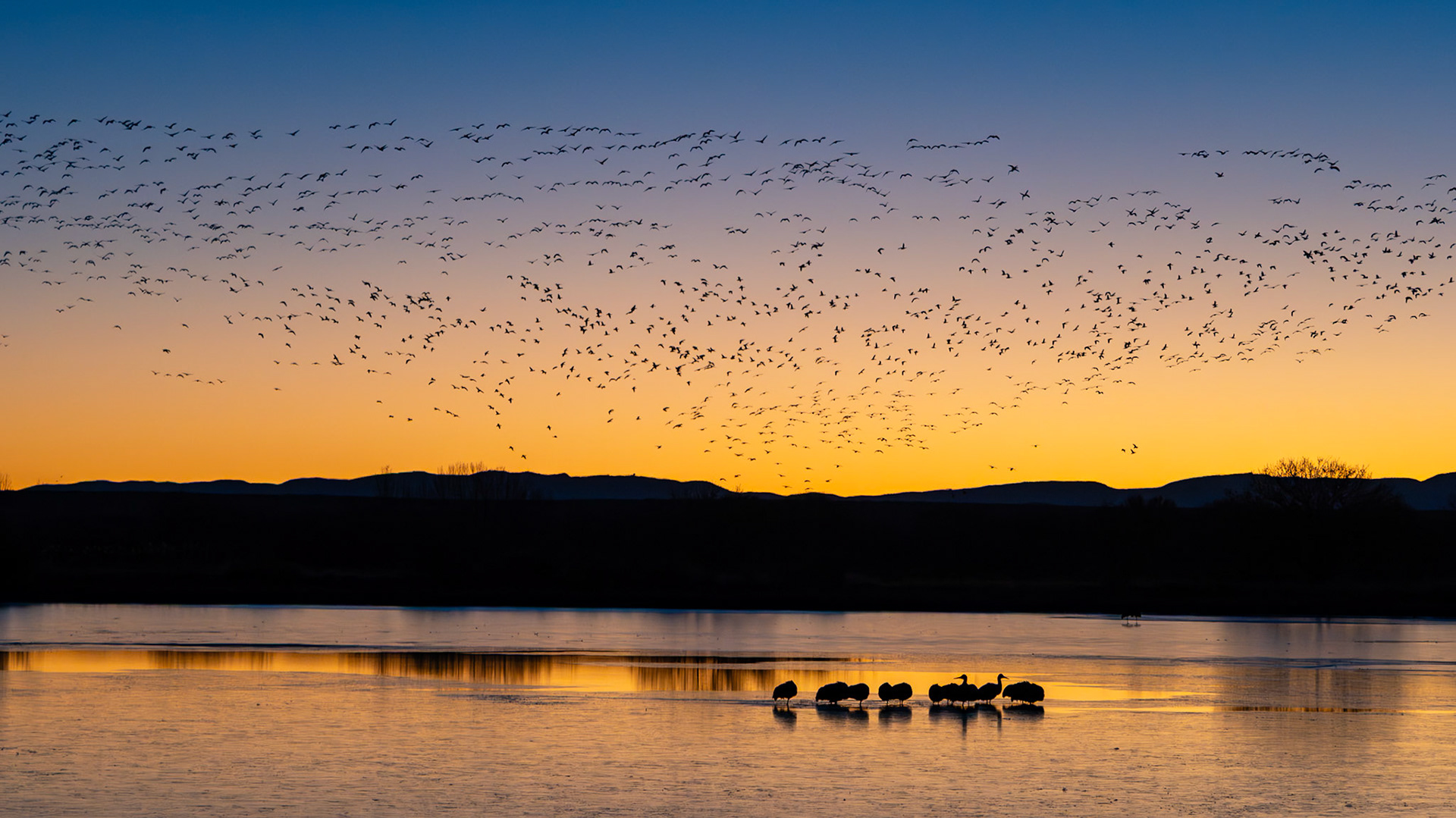 Snow geese take off en masse above Sandhill cranes stirring in a frozen pond
