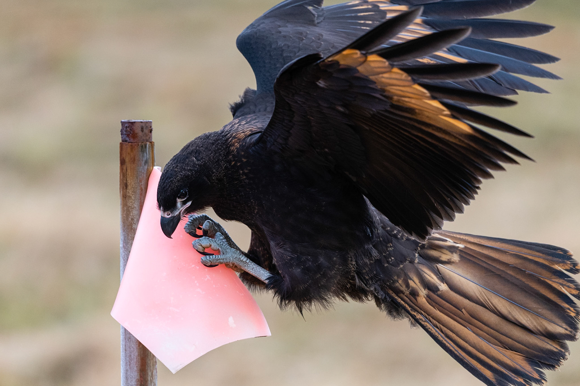 West Point Island, Falklands