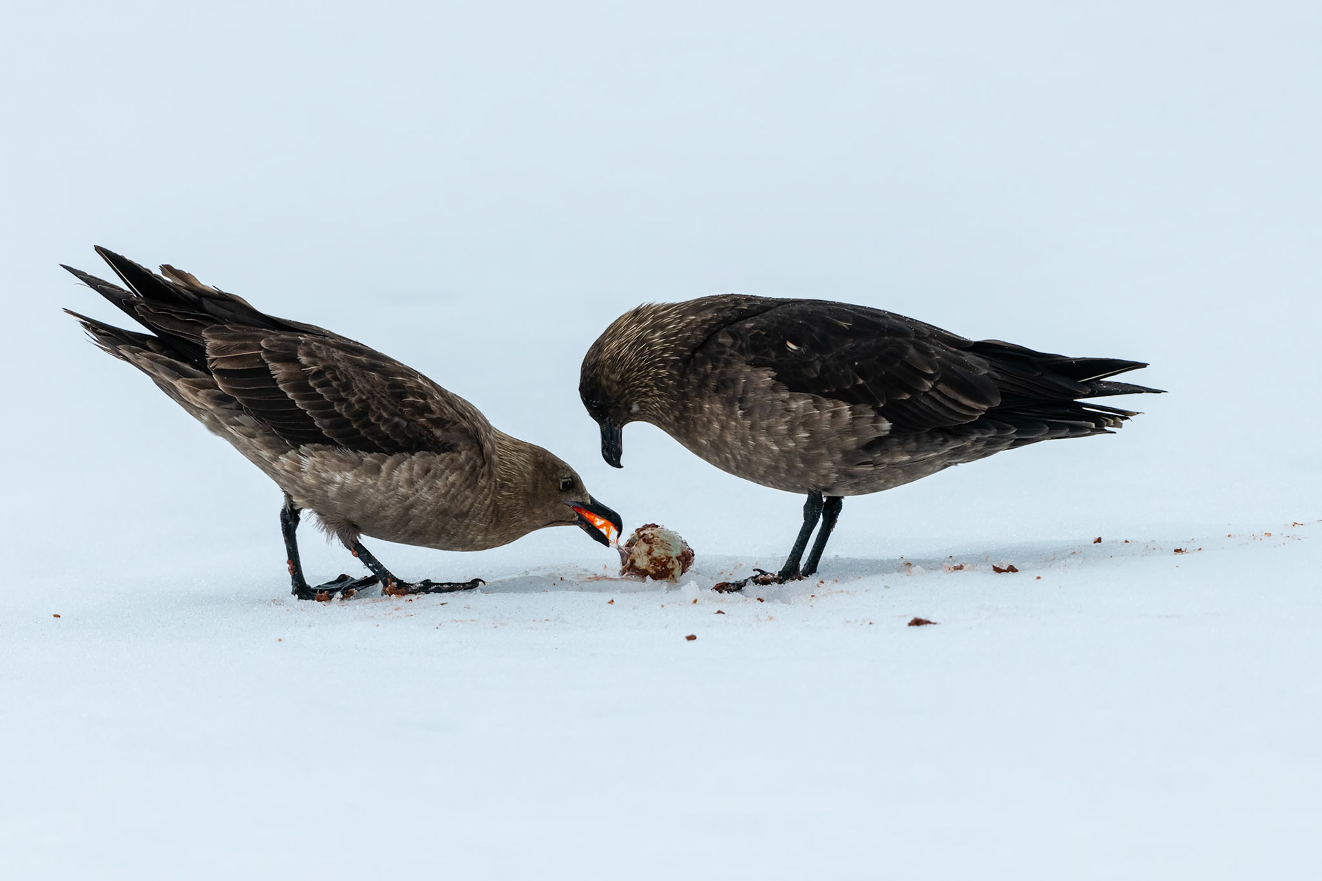 Neko Harbor, Antarctica