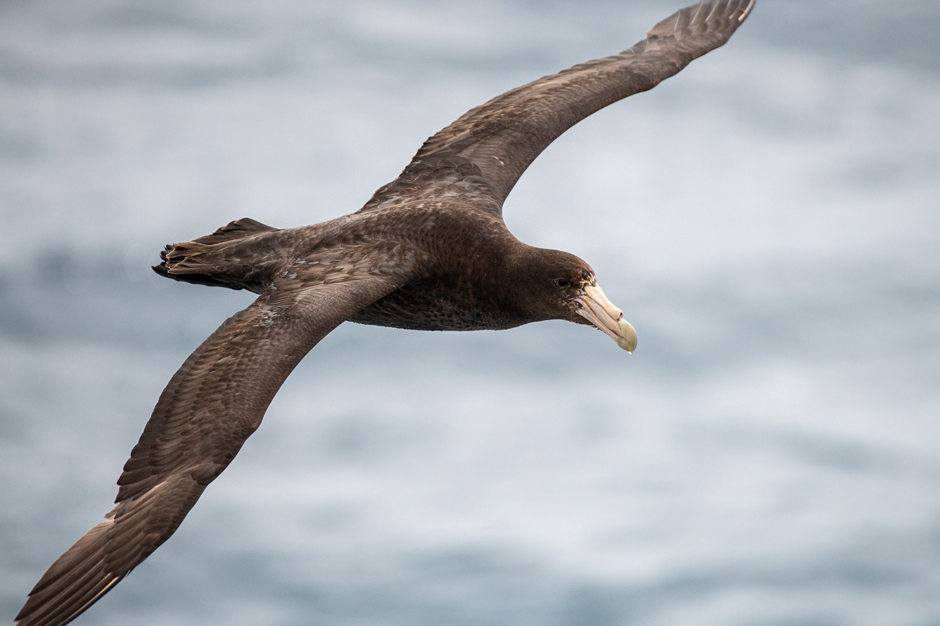 Drake Passage