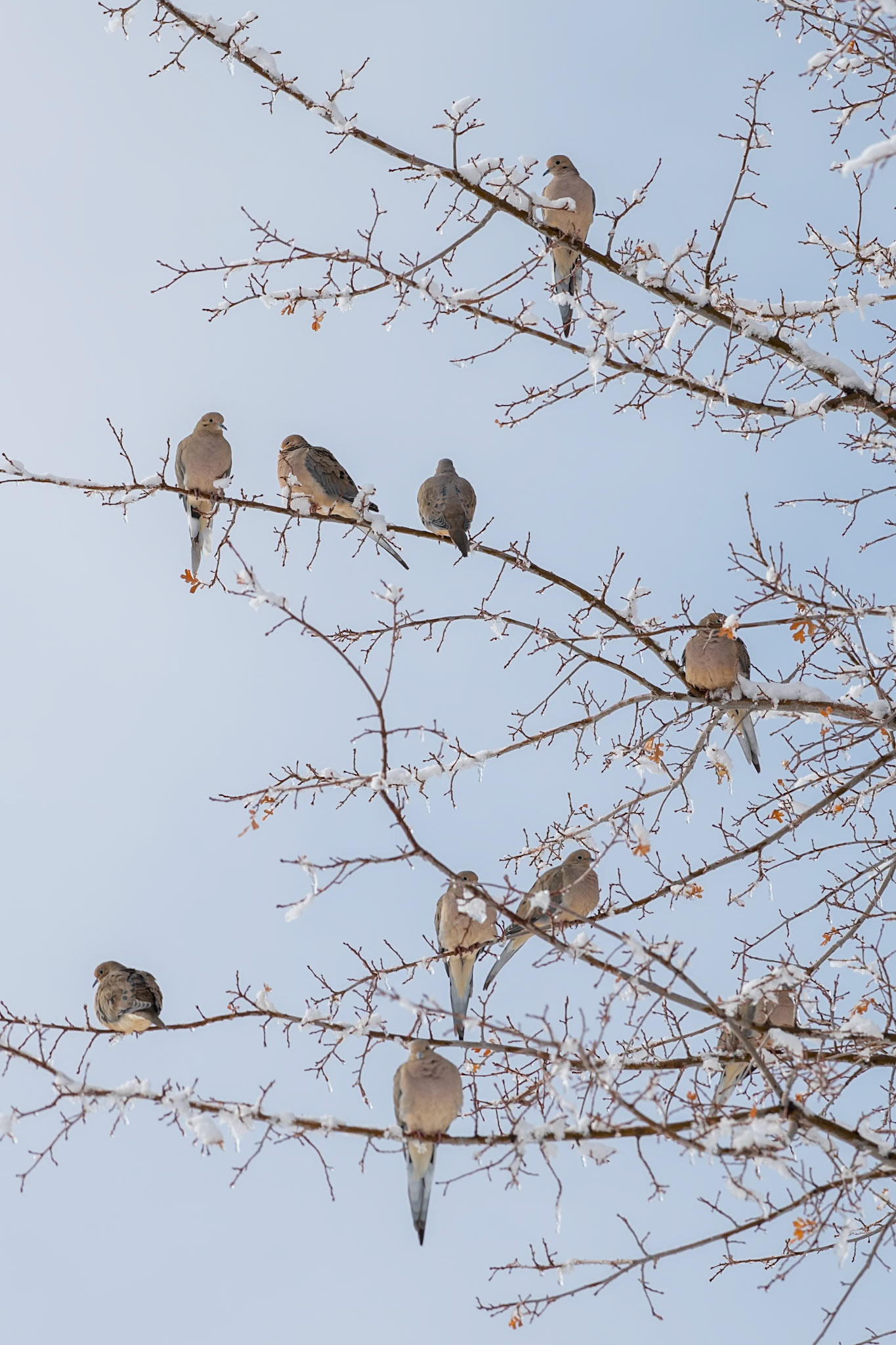 Humboldt-Toiyabe National Forest, NV