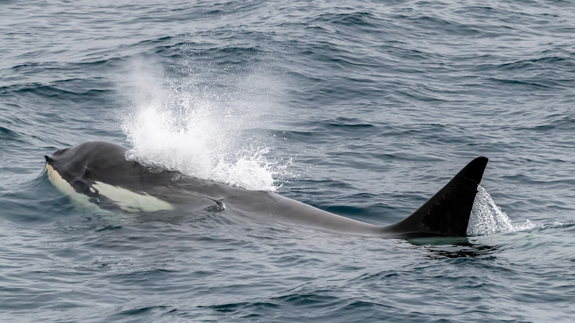 Gerlache Strait, Antarctica