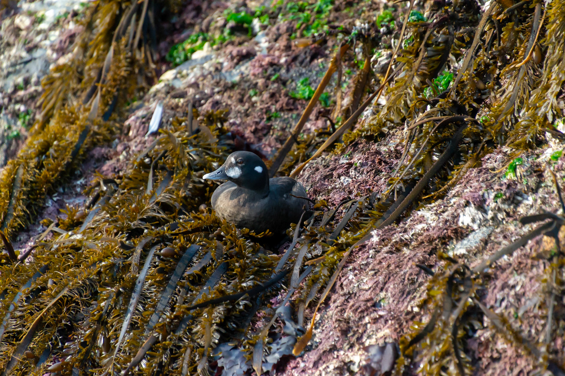 Vancouver Island, British Columbia