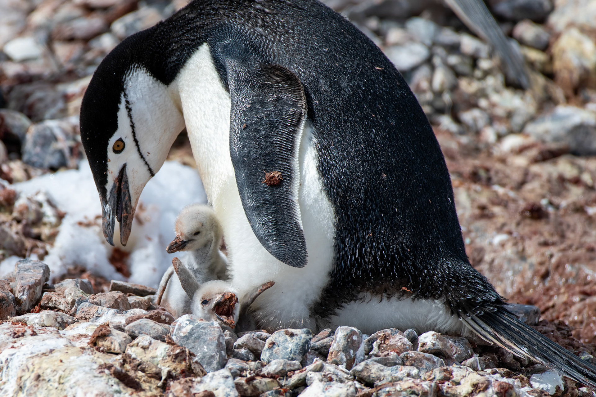 Hydrurga Rocks, Antarctica