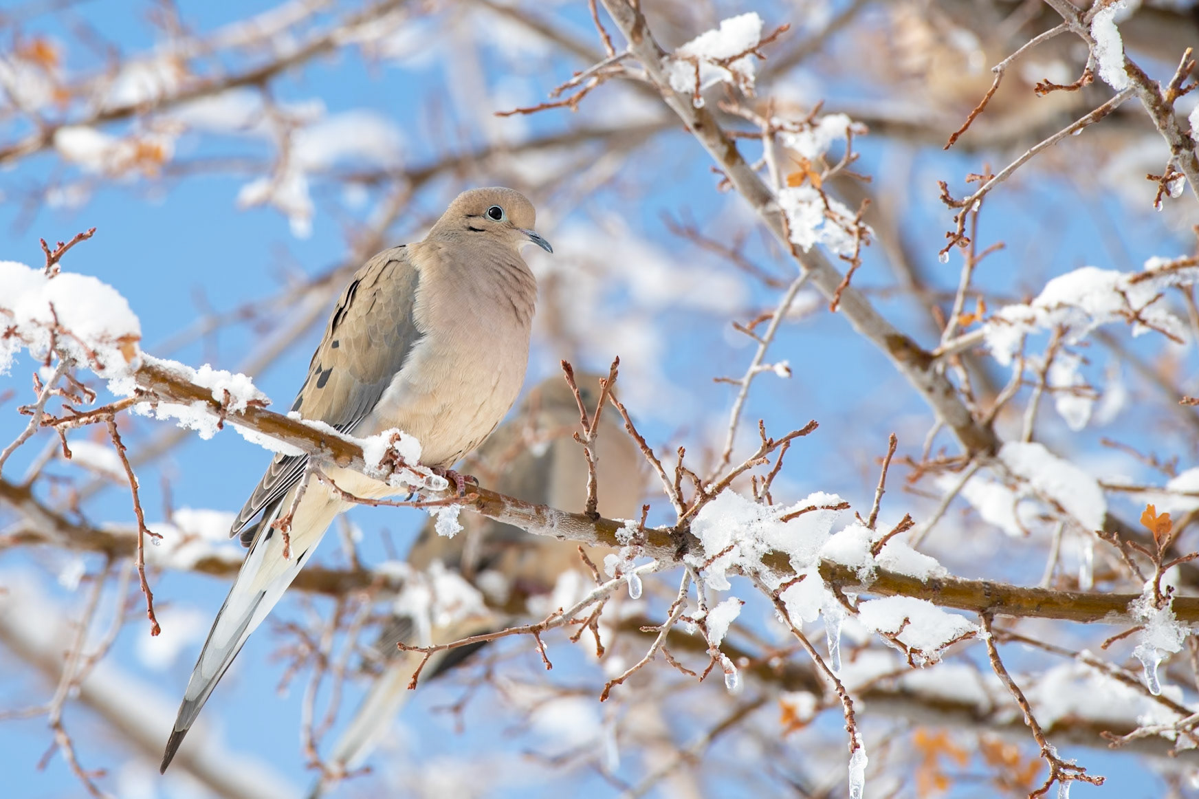 Humboldt-Toiyabe National Forest, NV