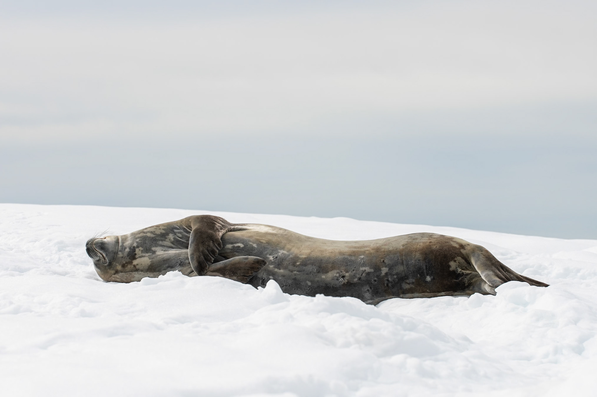 Hydrurga Rocks, Antarctica