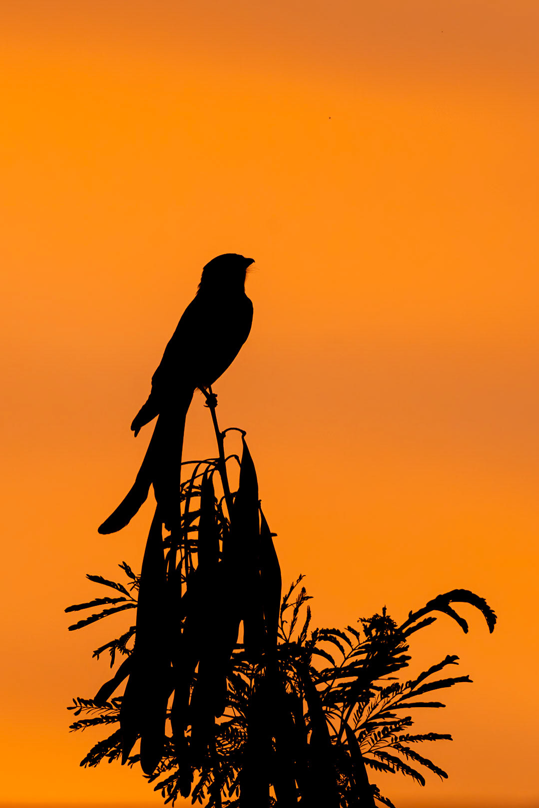 Tadoba Andhari Tiger Reserve