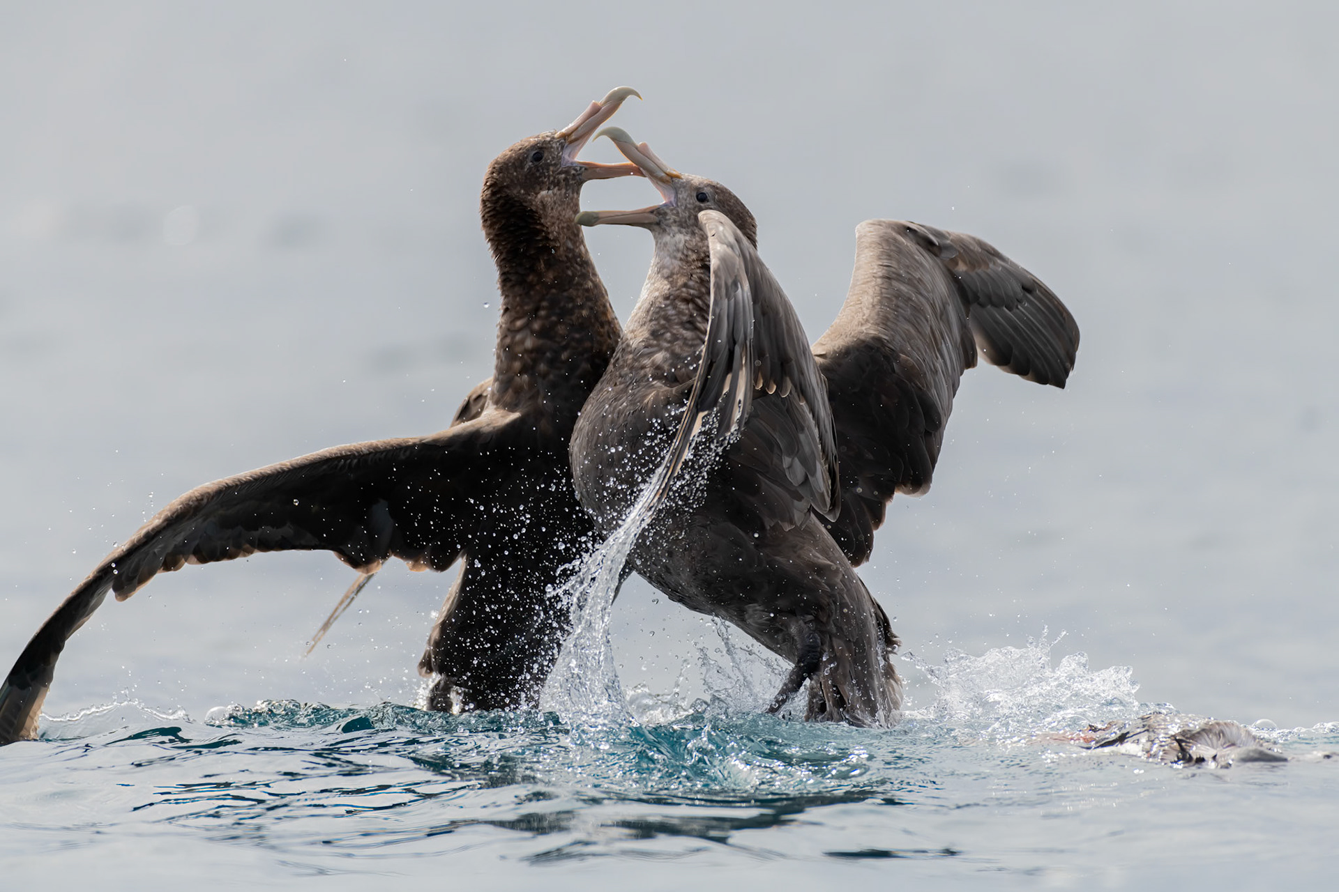 Danger islands, Antarctica
